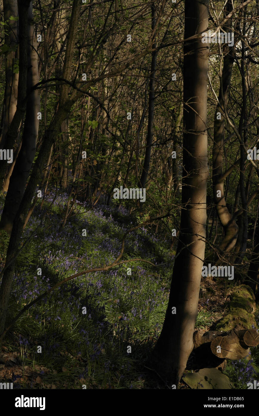 Sun shadows portrait hillside slope with bluebells below trees, Freeman