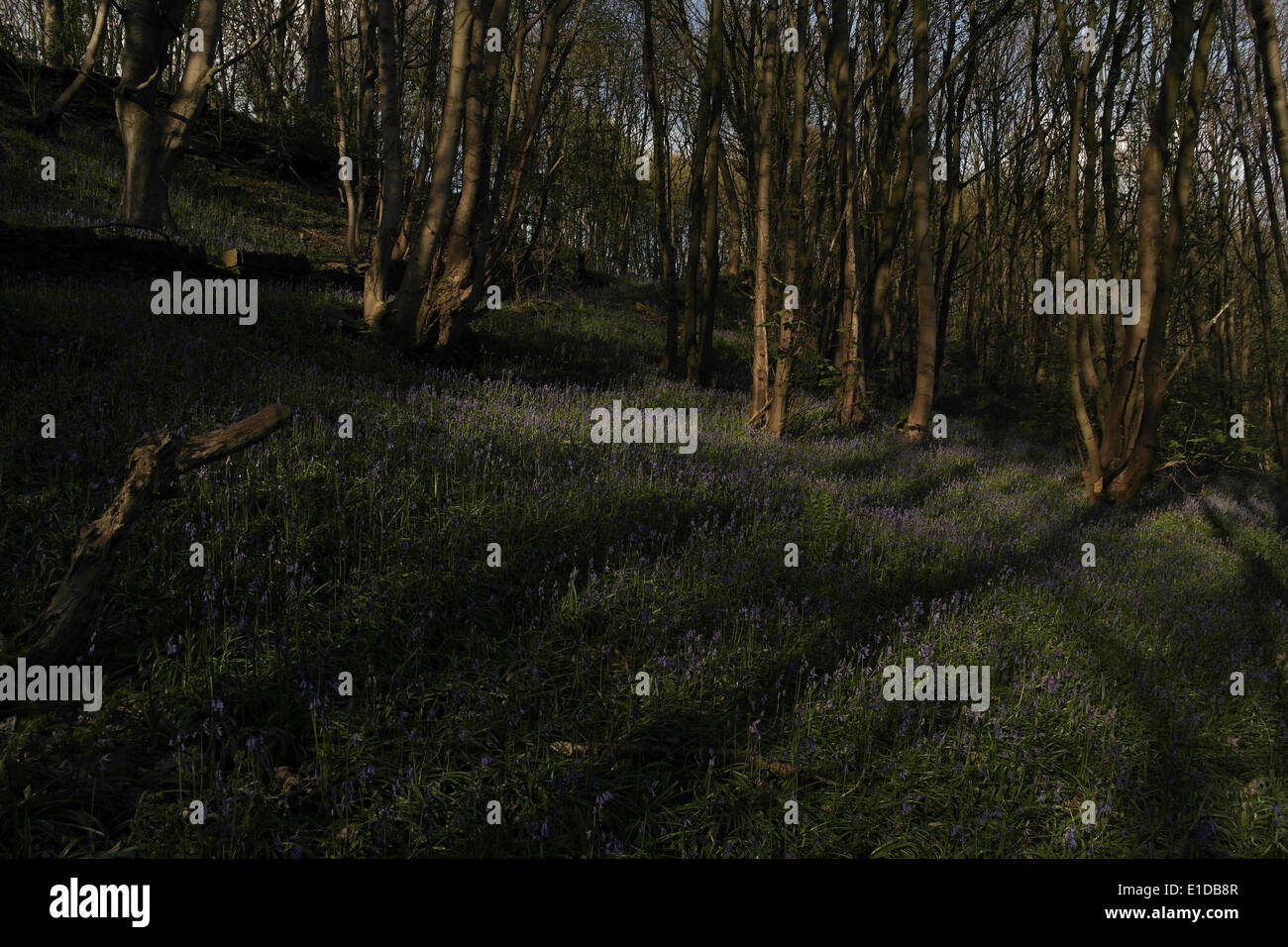 Upslope hillside view bluebells below trees, Freeman's Wood, Brookfoot