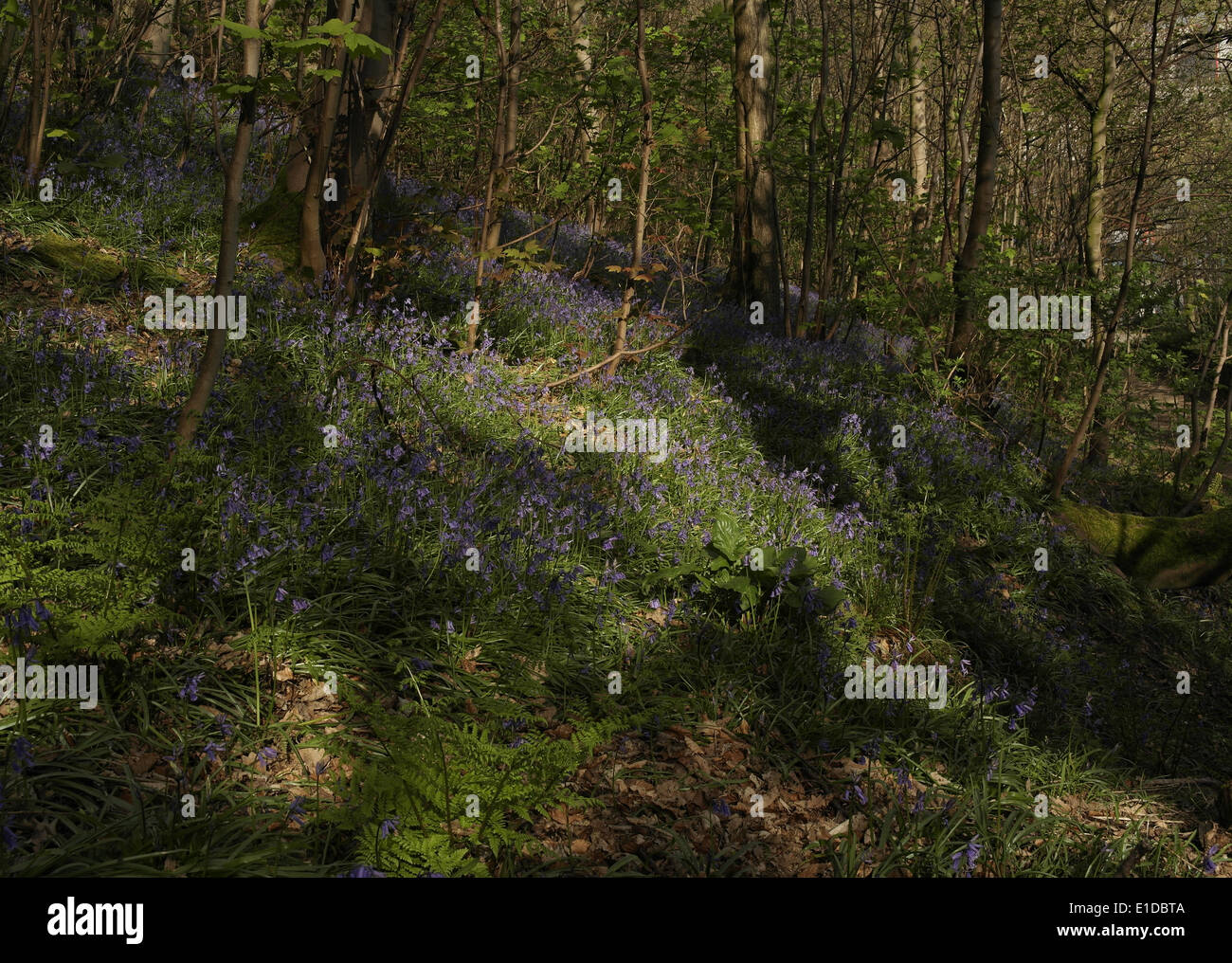 Steep hillside slope with sun, shadows, trees and bluebells, Freeman's