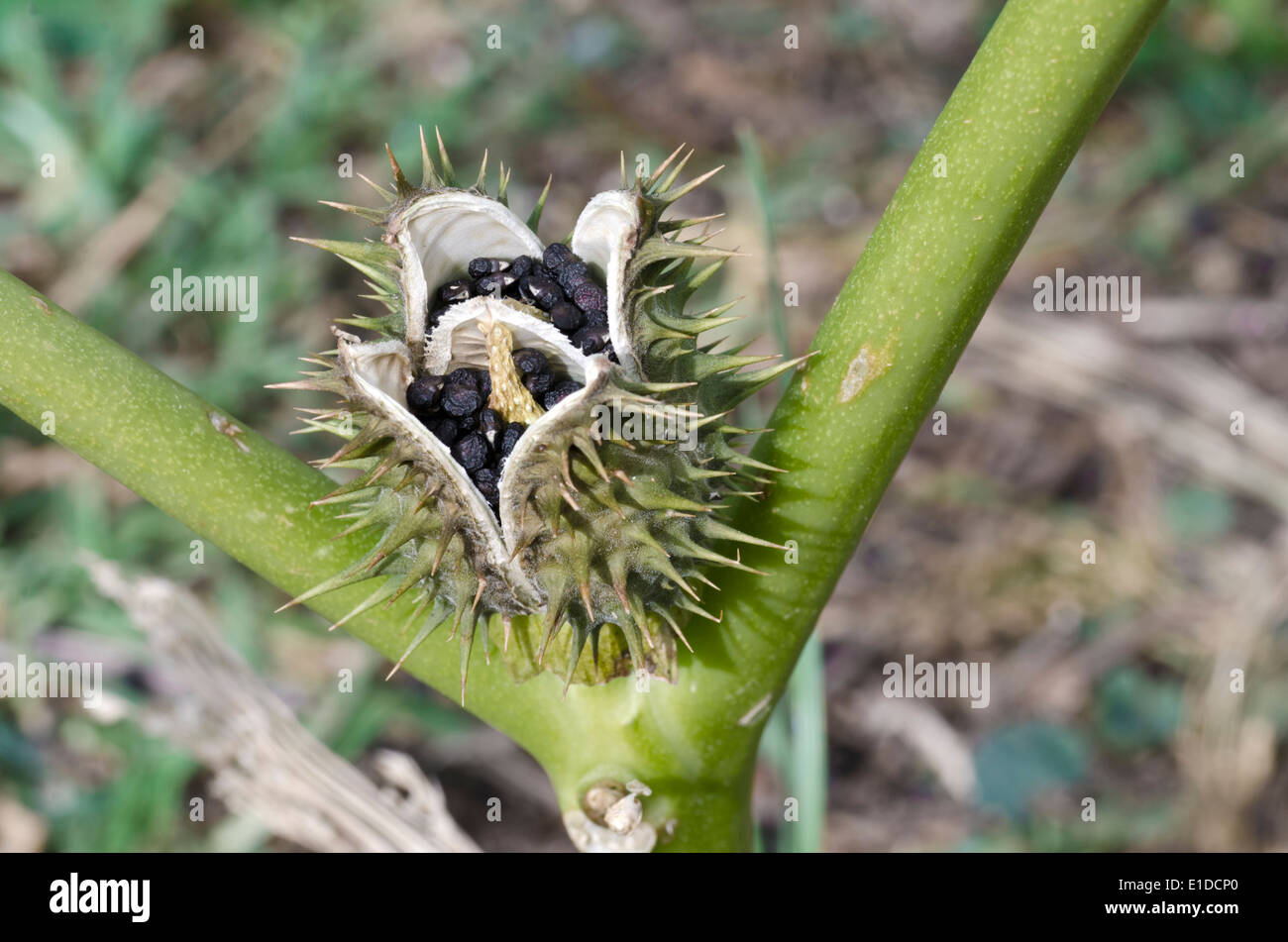 Castor oil plant seed pod opening Stock Photo