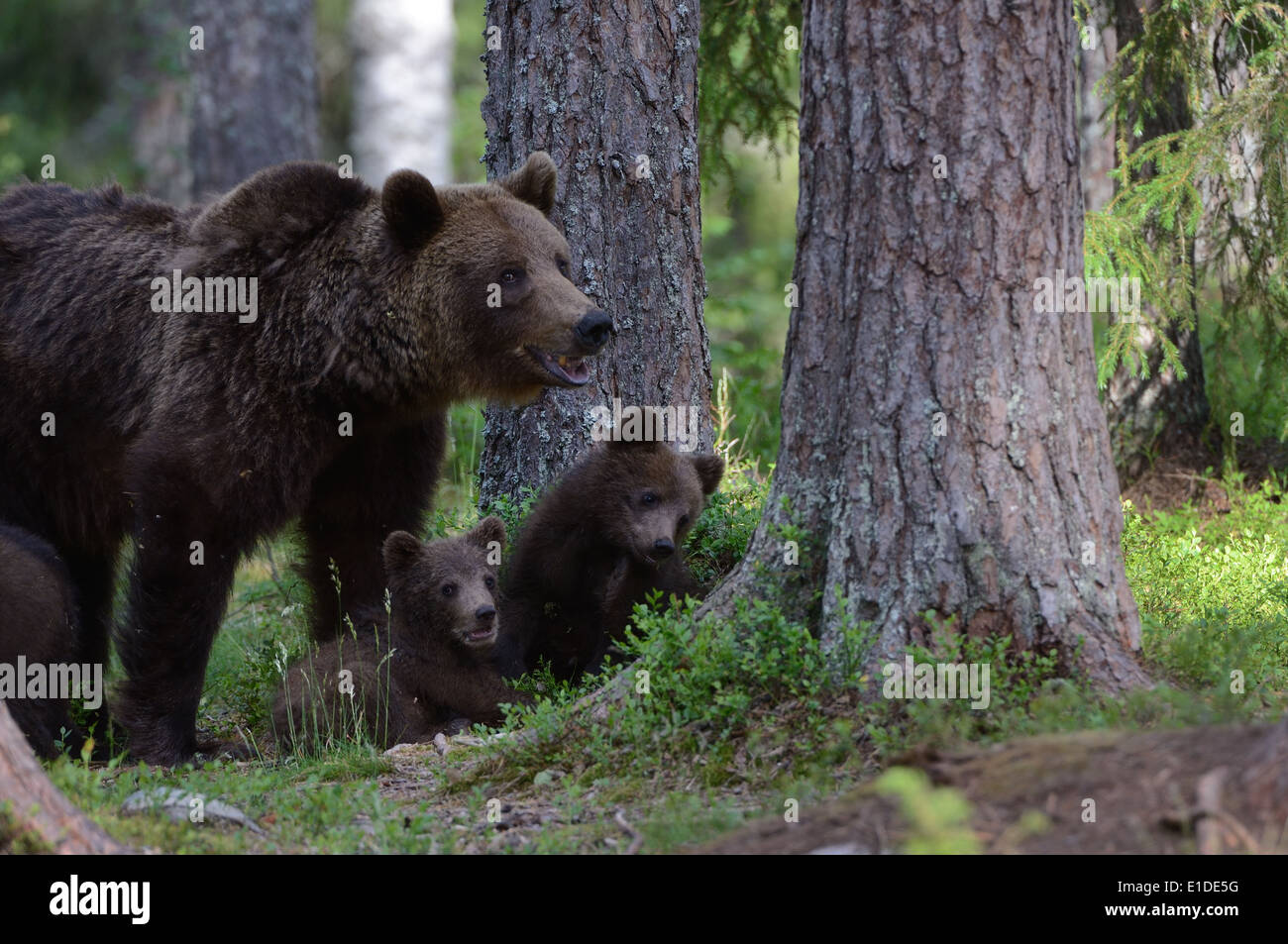 Female brown bear with cubs in the forest and swamp of mid Finland near ...