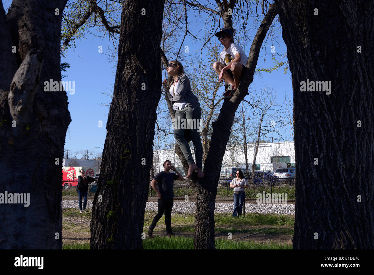 people perch in tree austin texas sxsw Stock Photo