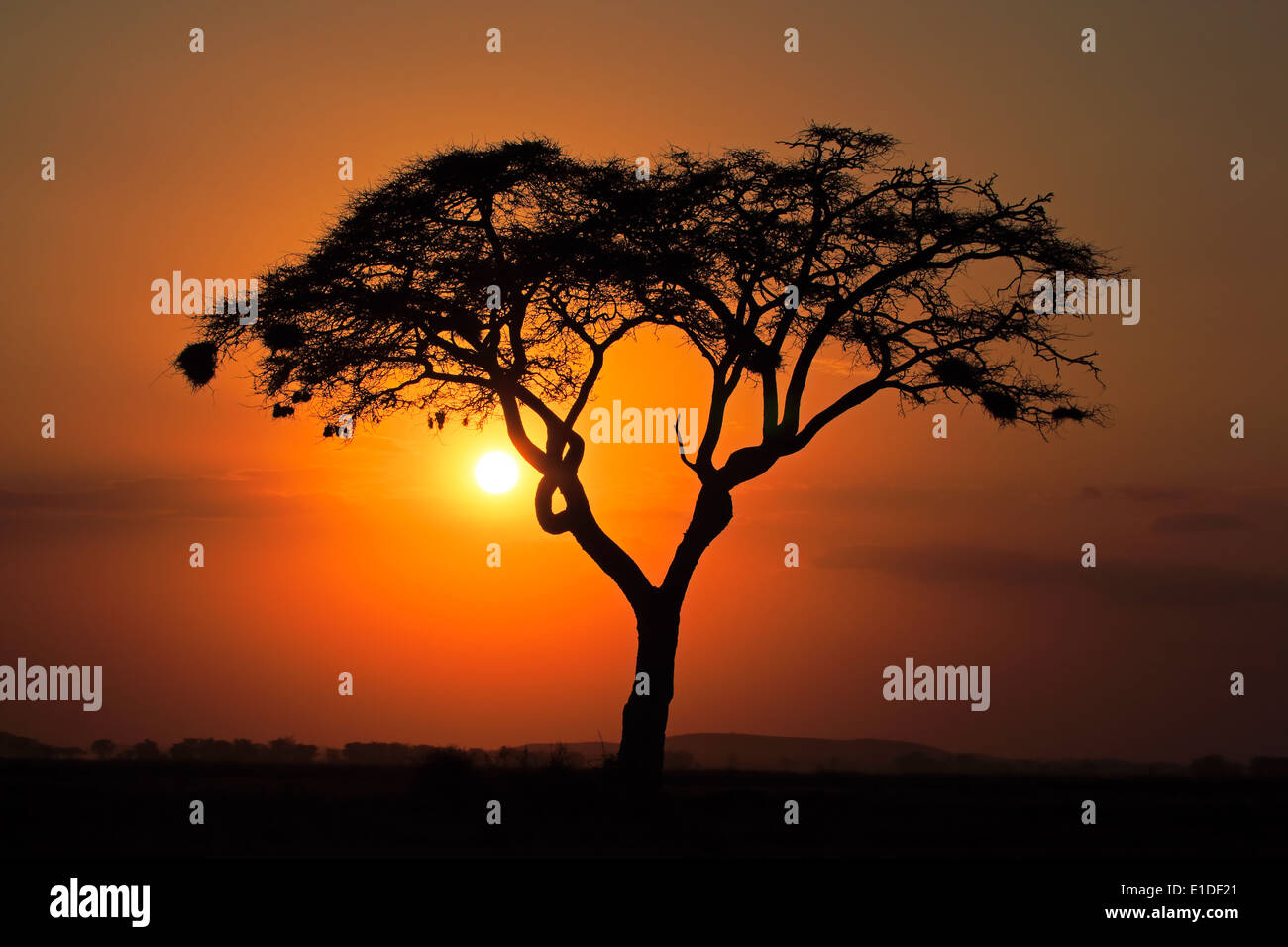 Sunset with silhouetted African Acacia tree, Amboseli National Park, Kenya Stock Photo