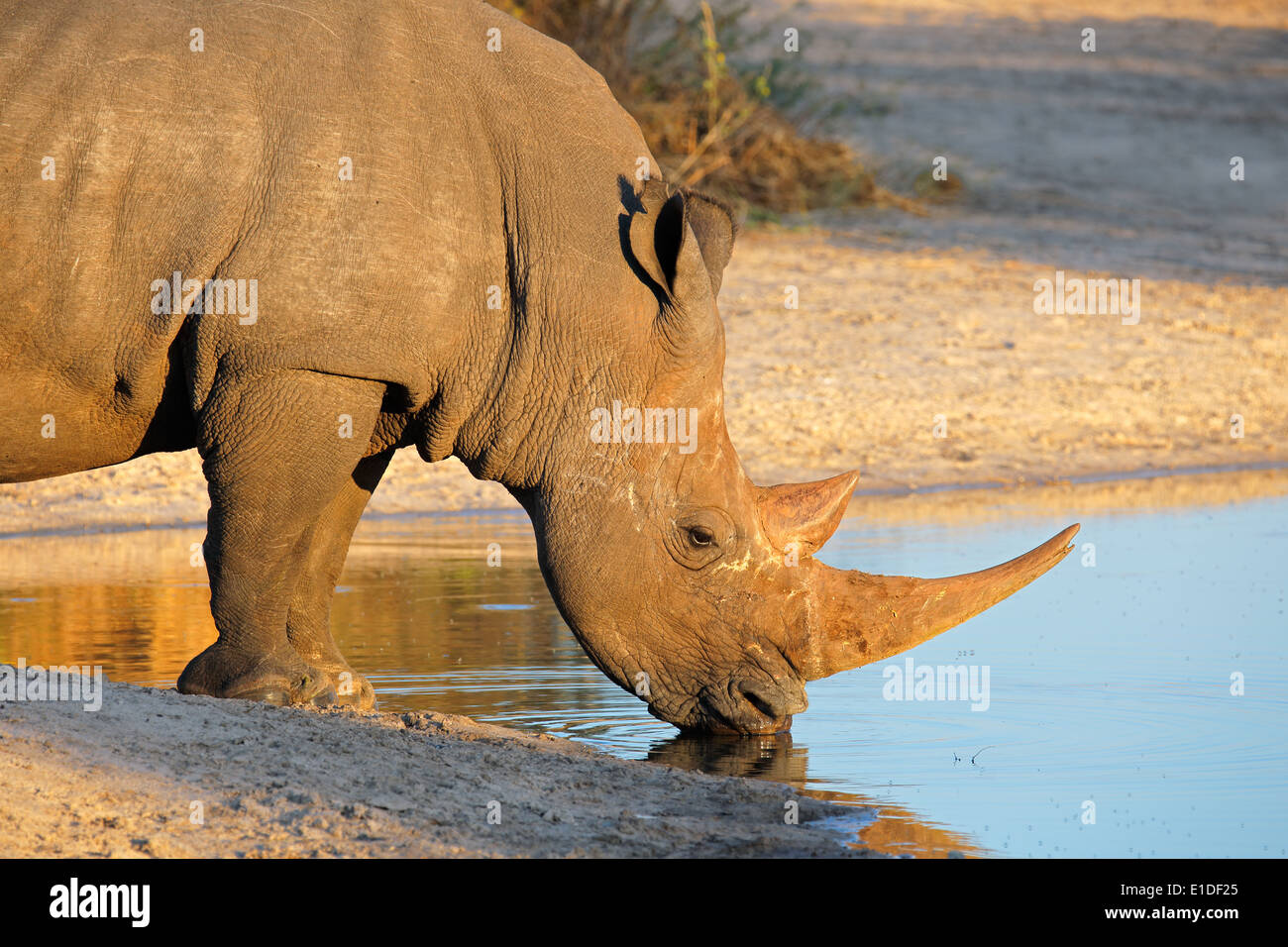 Portrait of a white rhinoceros (Ceratotherium simum) drinking water, South Africa Stock Photo