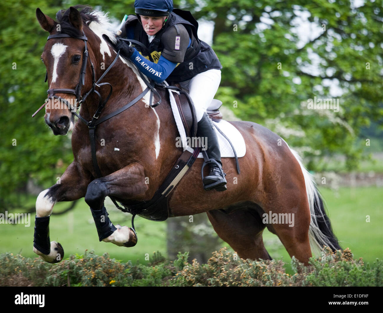 Belsay, England - May 31, 2014: A competitor in the cross country section clears a jump at the 2014 Belsay Horse Trials, held for the second year running in the grounds of Belsay Castle in Northumberland, England. Belsay Castle is managed by English Heritage and is open to the public all year. Stock Photo
