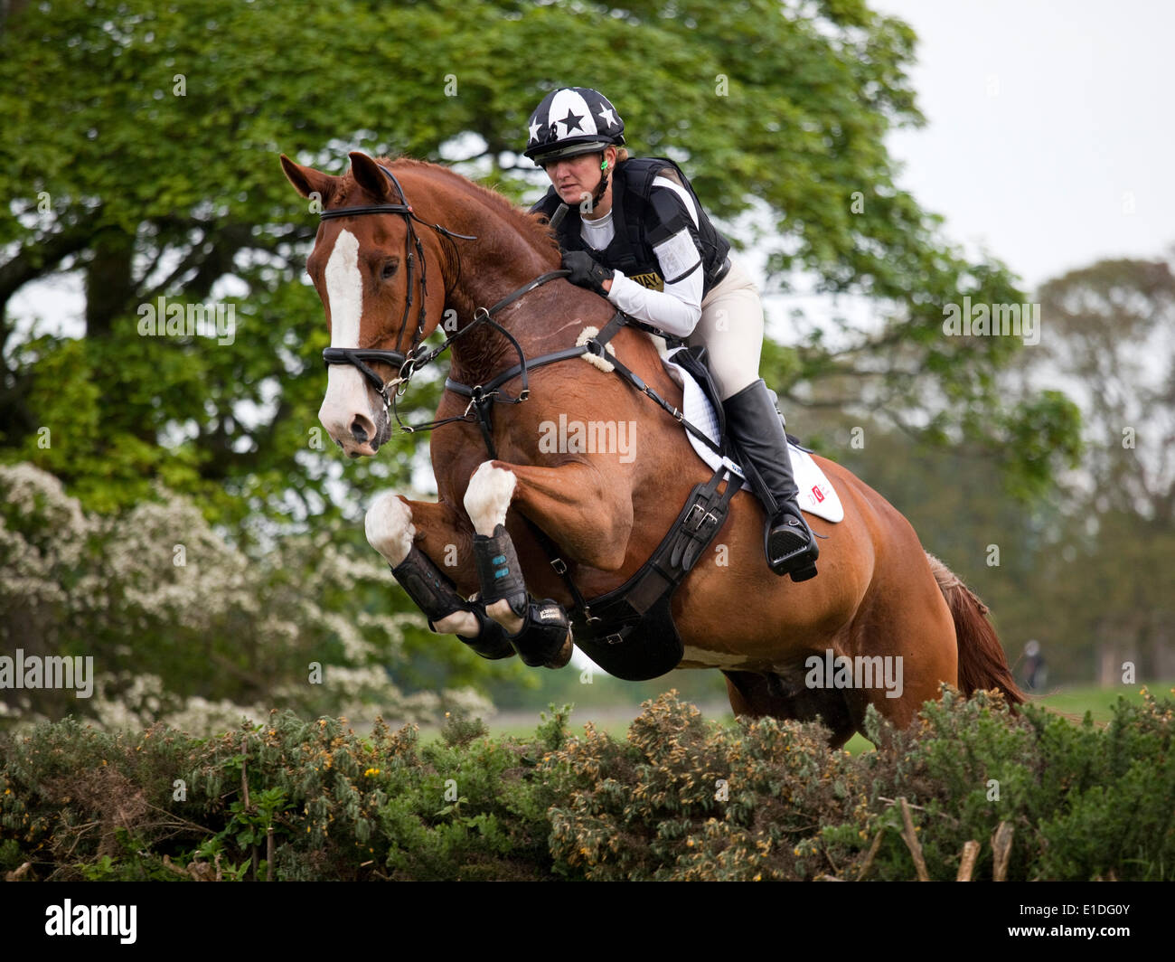 Belsay, England - May 31, 2014: A competitor in the cross country section clears a jump at the 2014 Belsay Horse Trials, held for the second year running in the grounds of Belsay Castle in Northumberland, England. Belsay Castle is managed by English Heritage and is open to the public all year. Stock Photo
