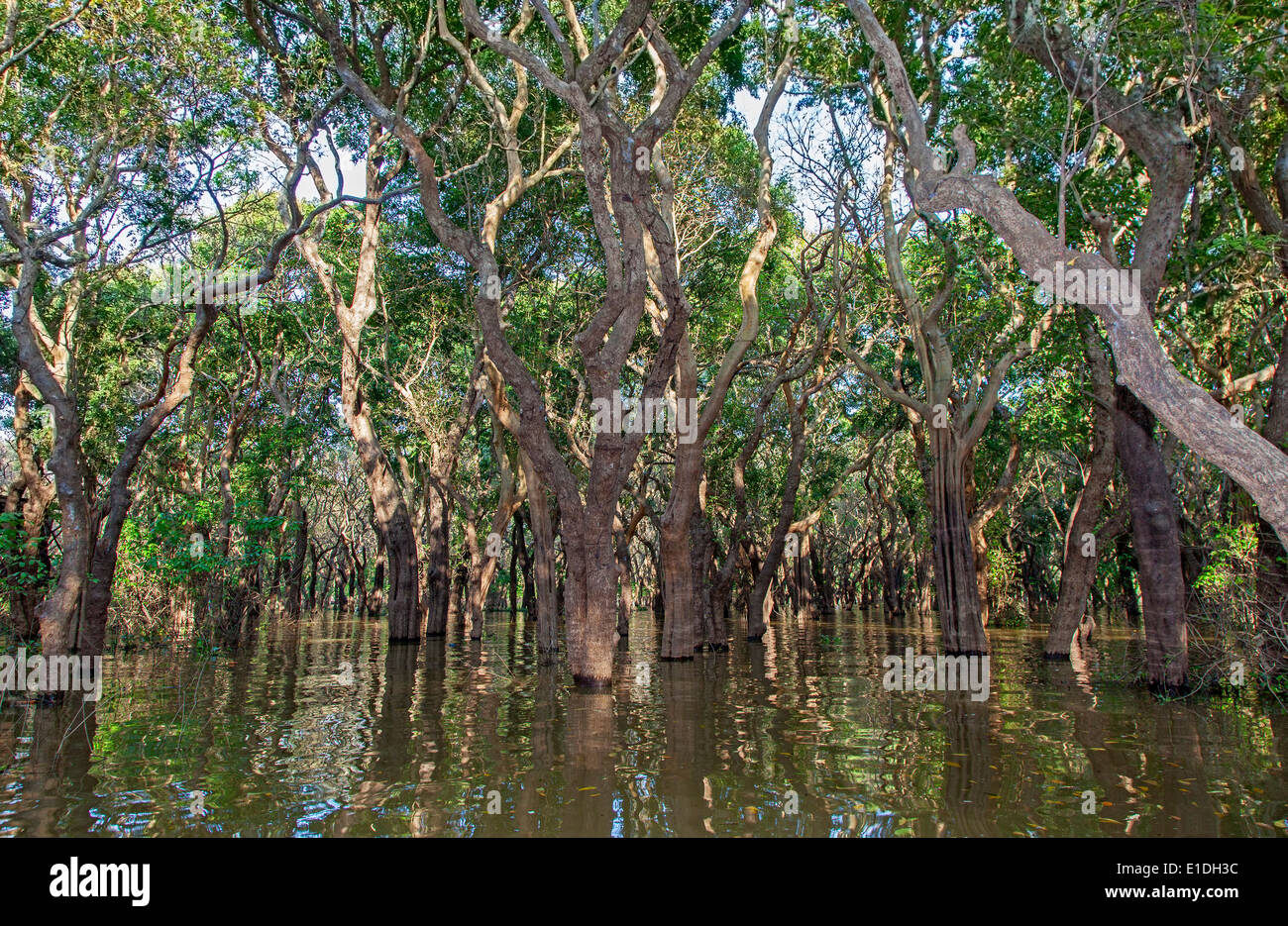 The Flooded Forest Near Kampong Phulk Floating Village, Siem Reap, Cambodia Stock Photo