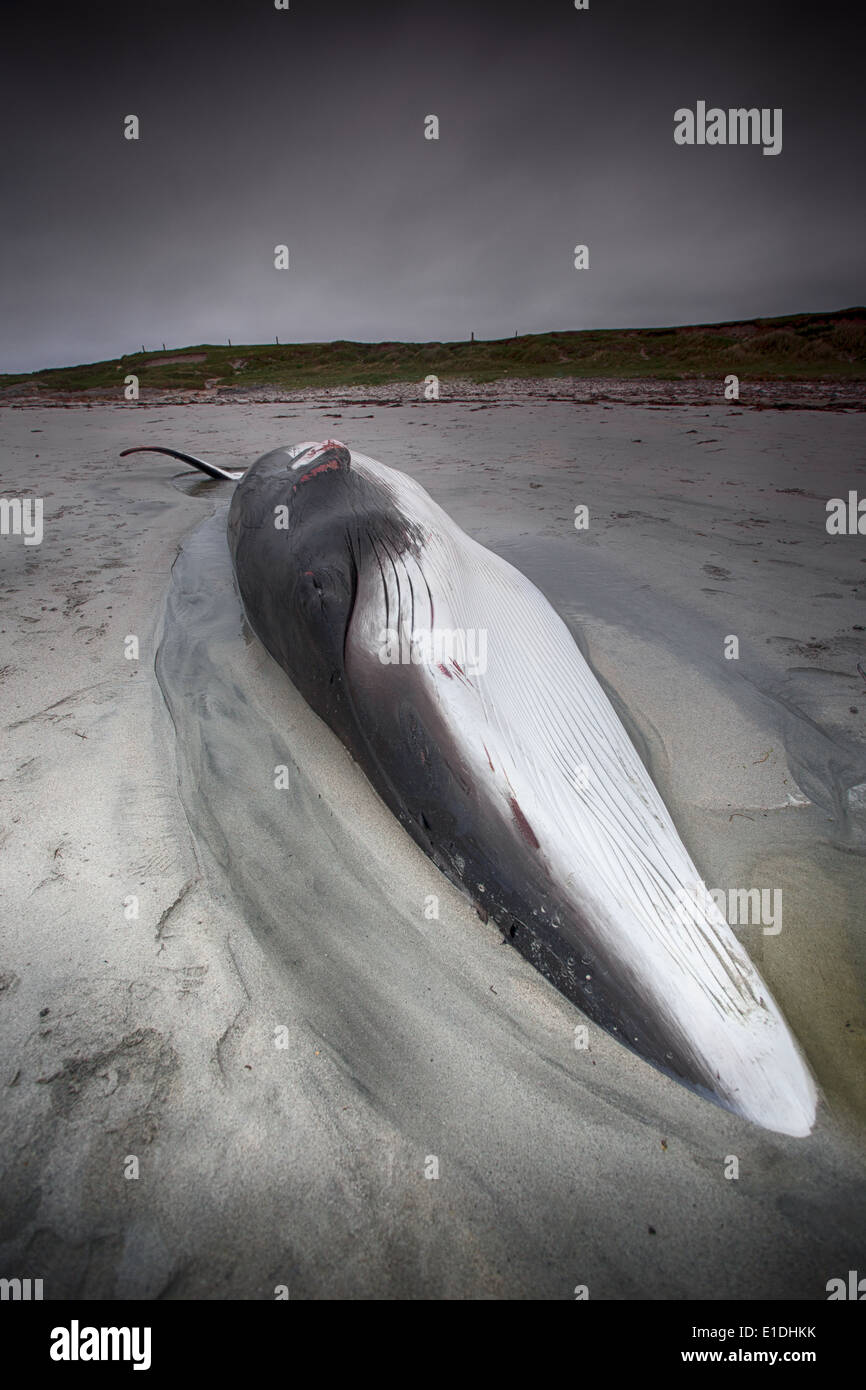 A juvenile female Minke Whale (Balaenoptera acutorostrata) dead on a Balranald beach. North Usit, Outer Hebrides, Scotland, UK Stock Photo