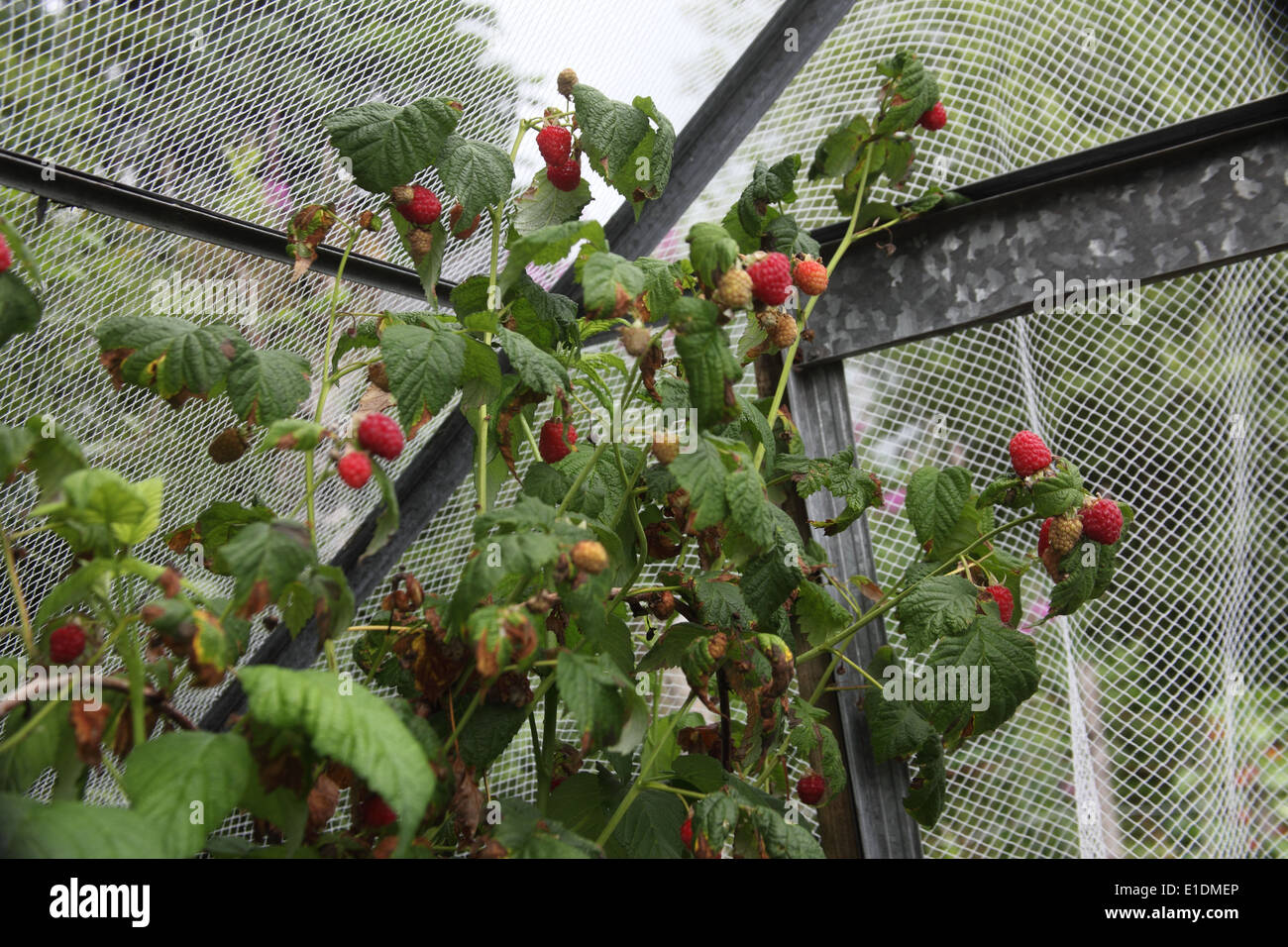 Rubus idaeus malling jewel hires stock photography and images Alamy