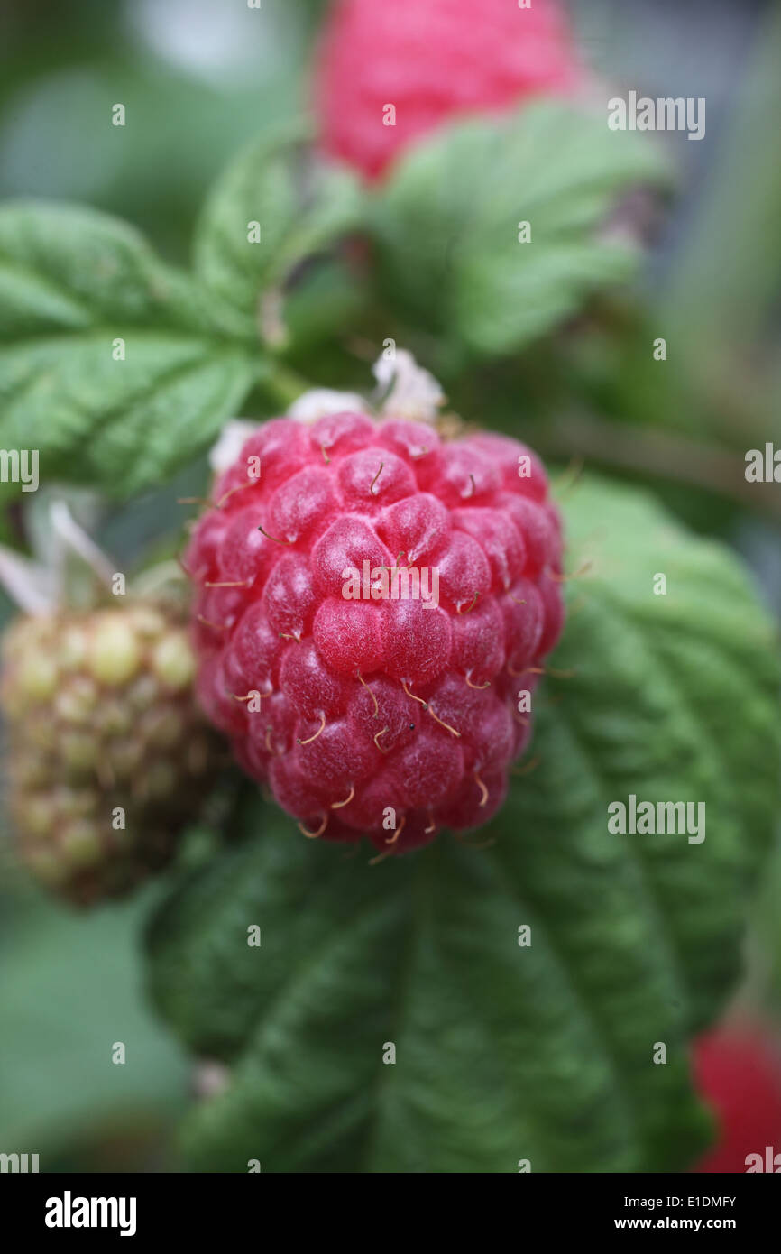 Rubus Idaeus Malling Jewel High Resolution Stock Photography and Images