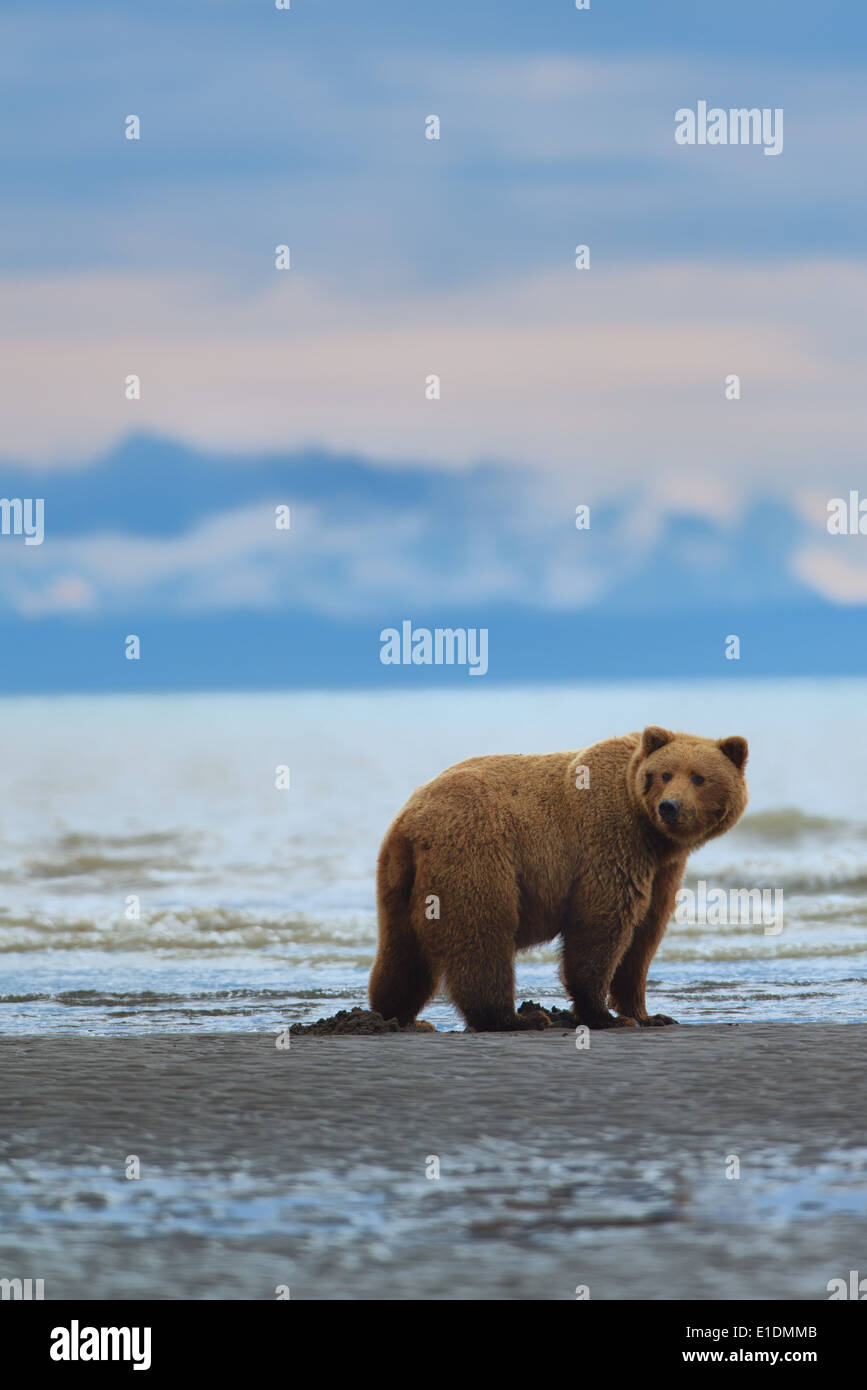 Kenai peninsula bear hi-res stock photography and images - Alamy