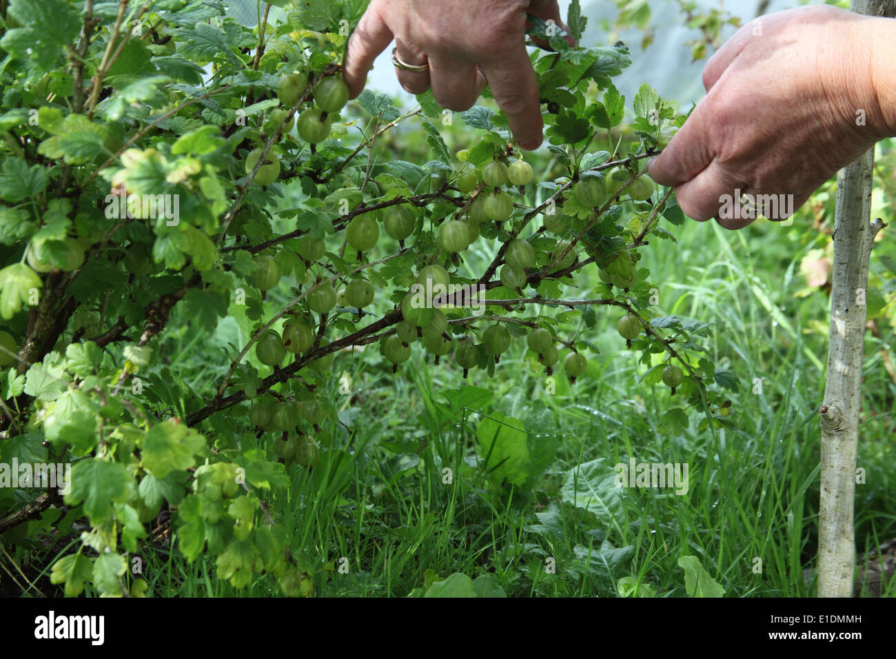 Ribes uva-crispa 'Hinomaki Yellow' Gooseberry checking fruit for ripeness Stock Photo