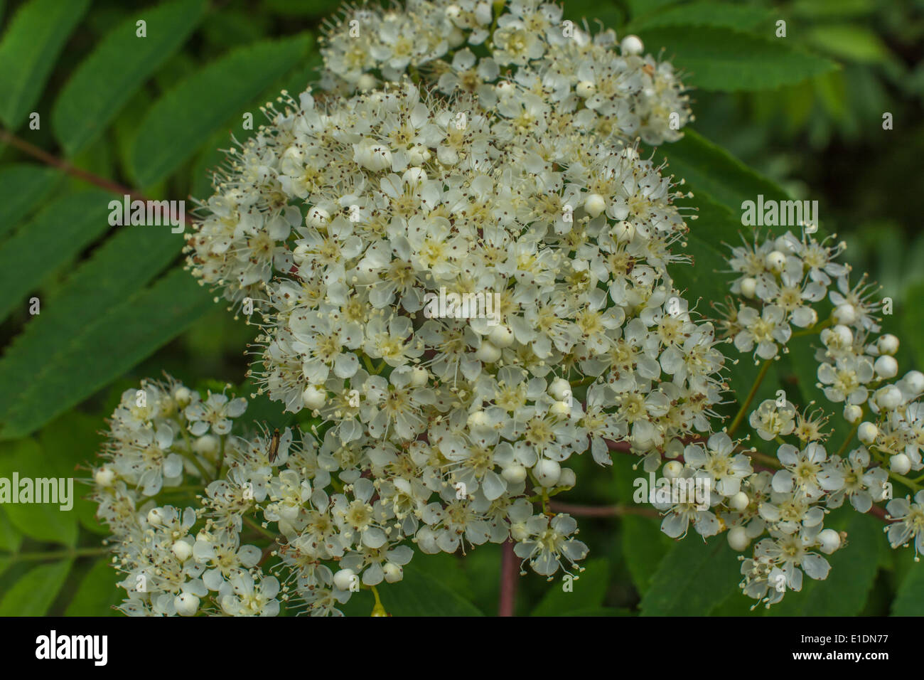 Flowers Of Mountain Ash Rowan Sorbus Aucuparia The Berries Of Which 