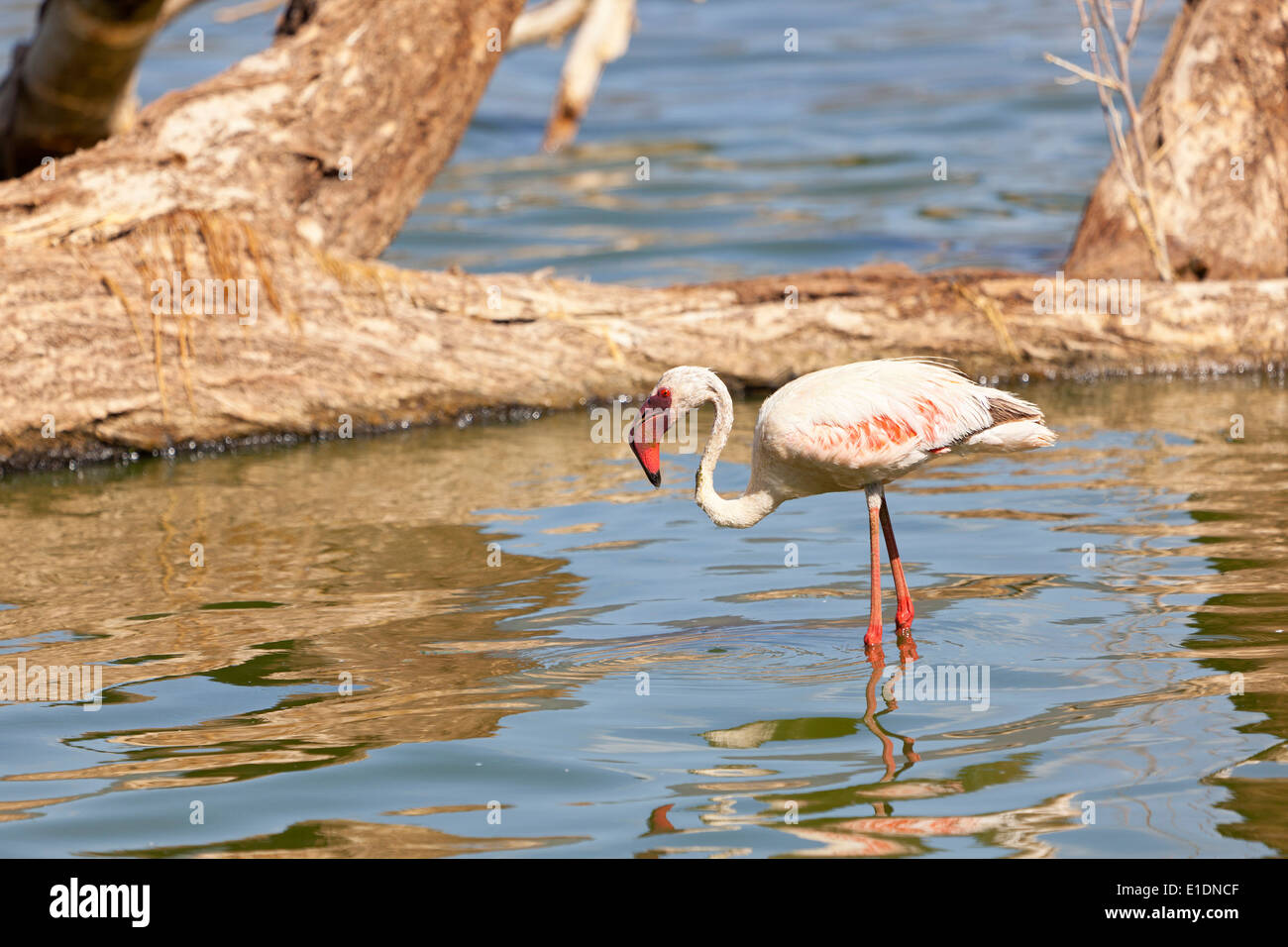 A Flamingo standing in the water at Lake Bogoria in Kenya. Stock Photo