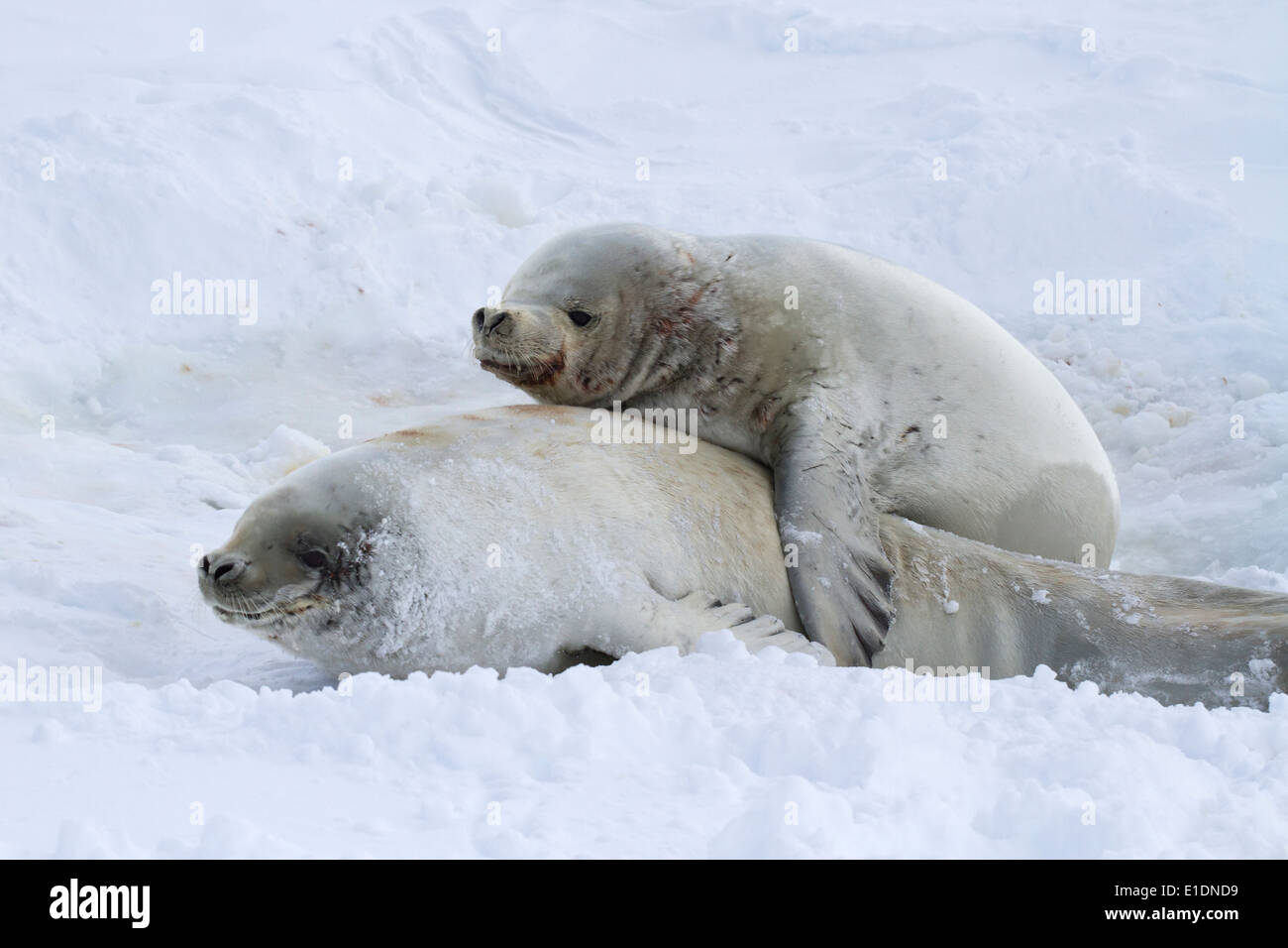 male and female cynomolgus seals during the breeding period Stock Photo