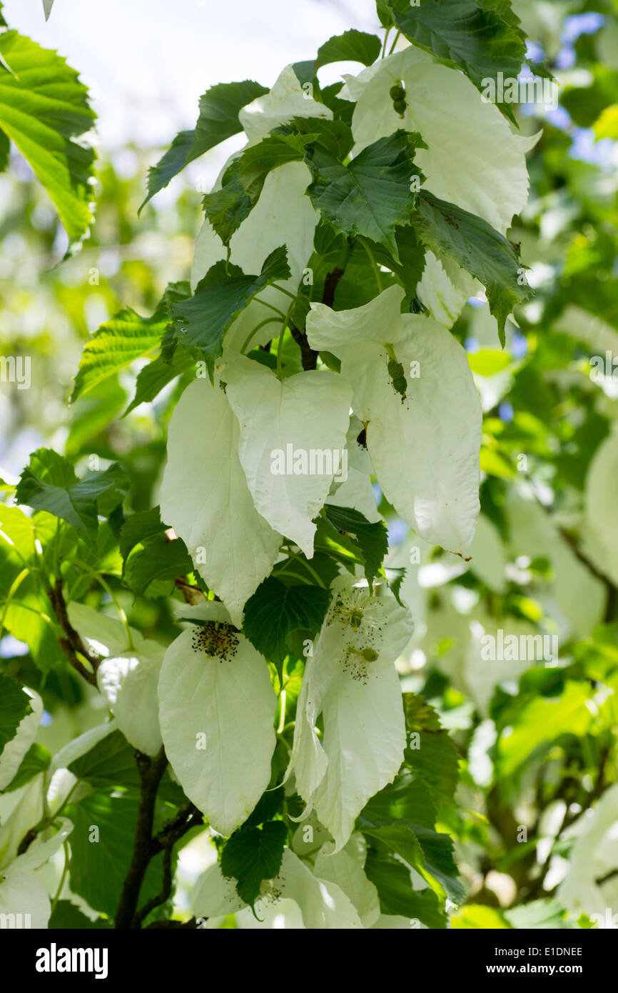 White bracts of the handkerchief tree, Davidia involucrata Stock Photo