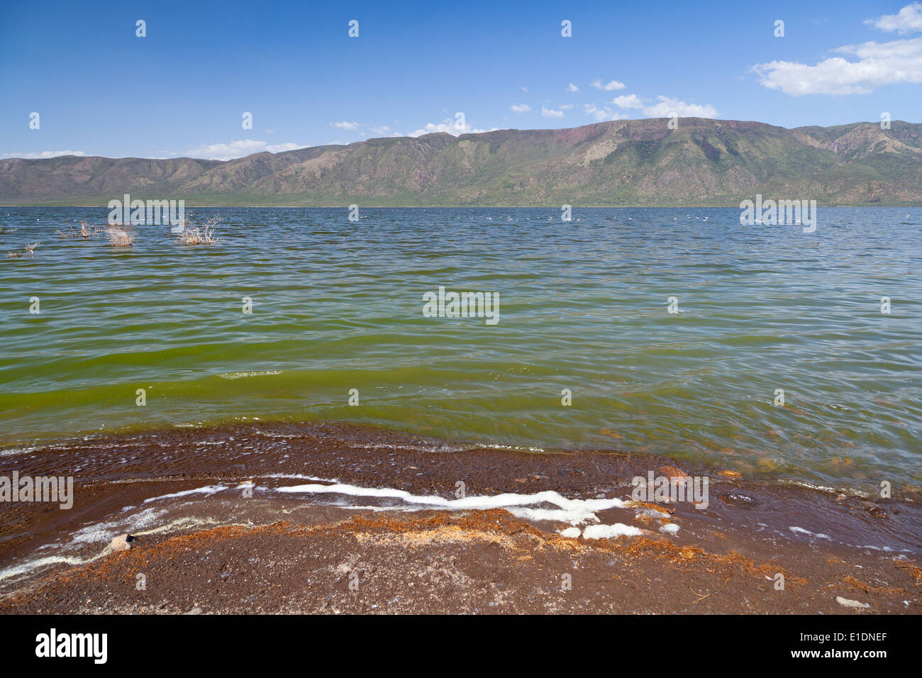 Lake Bogoria shore in Kenya, the water is green from algae. Stock Photo