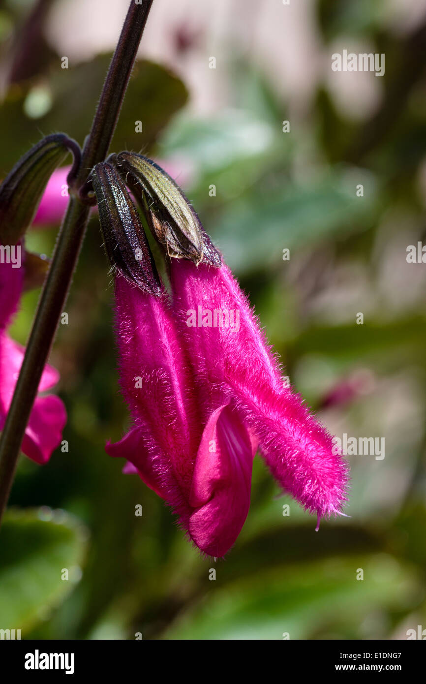 Flowers of the half hardy sage, Salvia buchananii Stock Photo