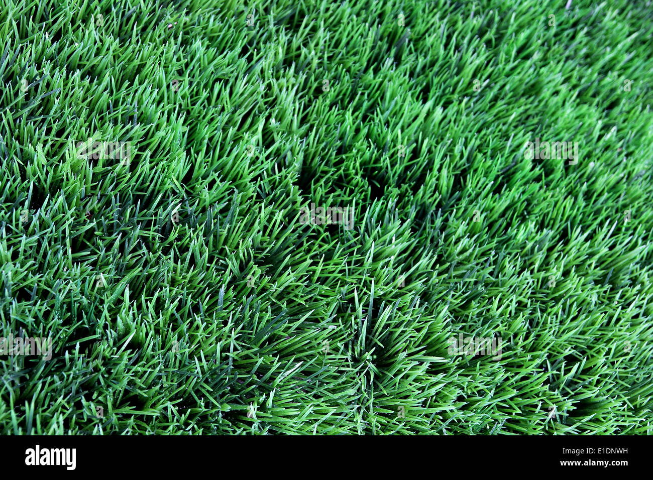 Grass fiel plant nature hi-res stock photography and images - Alamy