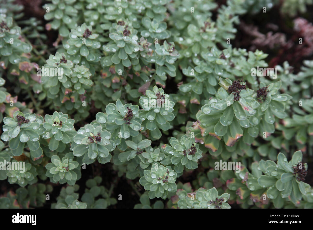 Rhodiola rosea close up of plant Stock Photo