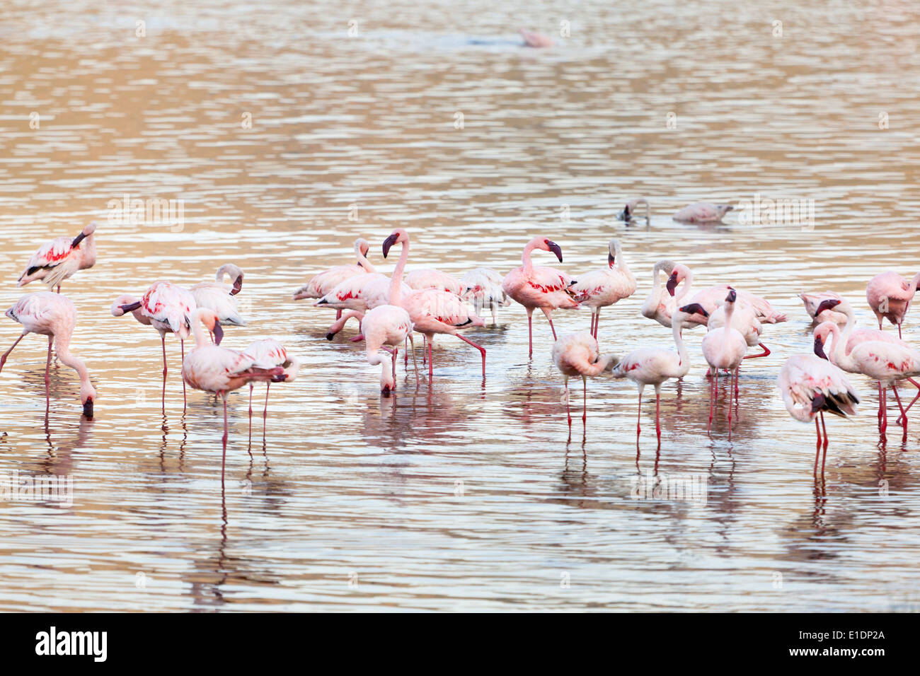 Flamingos standing in the water at Lake Bogoria in Kenya. Stock Photo