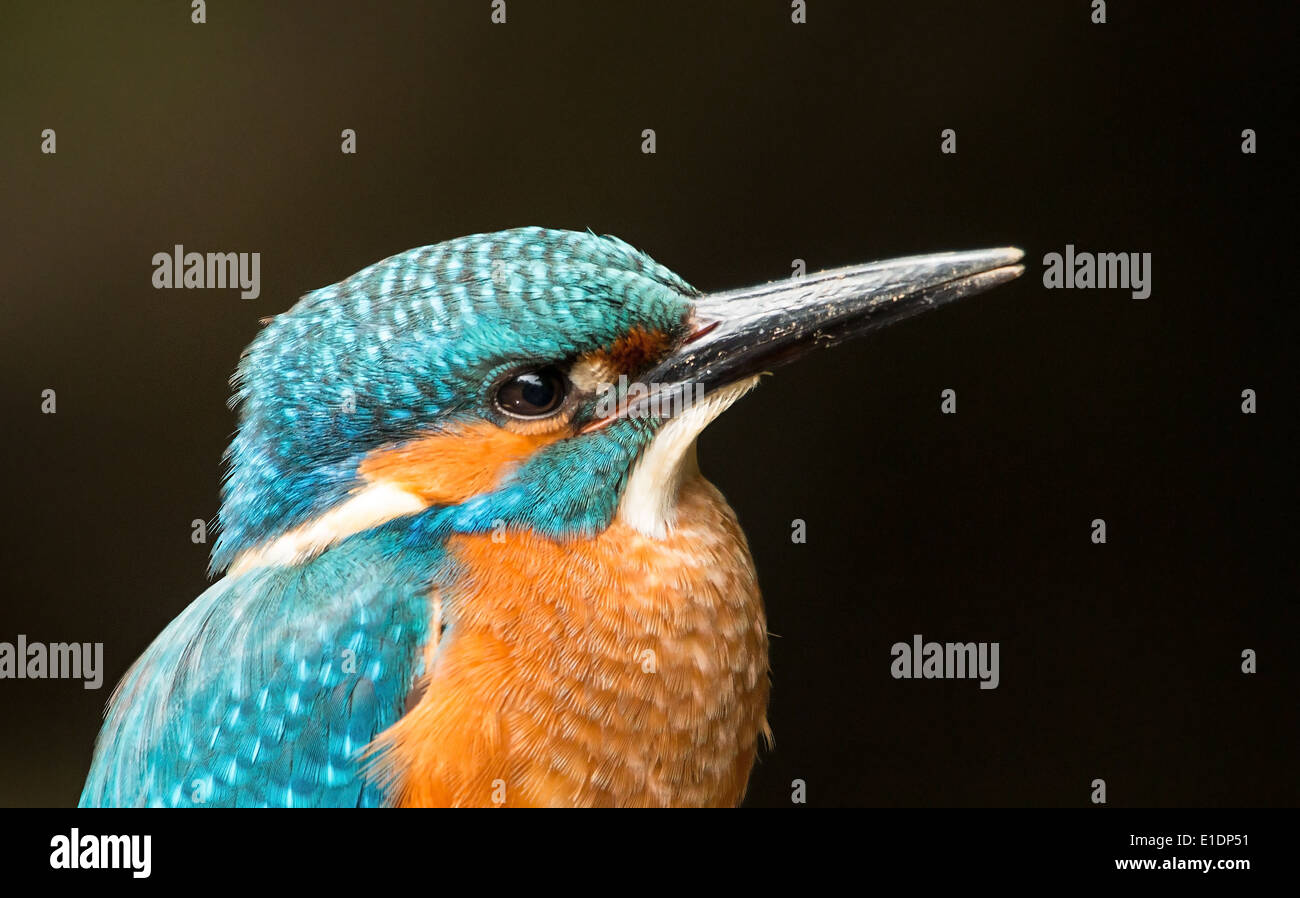 kingfisher up close portrait Stock Photo