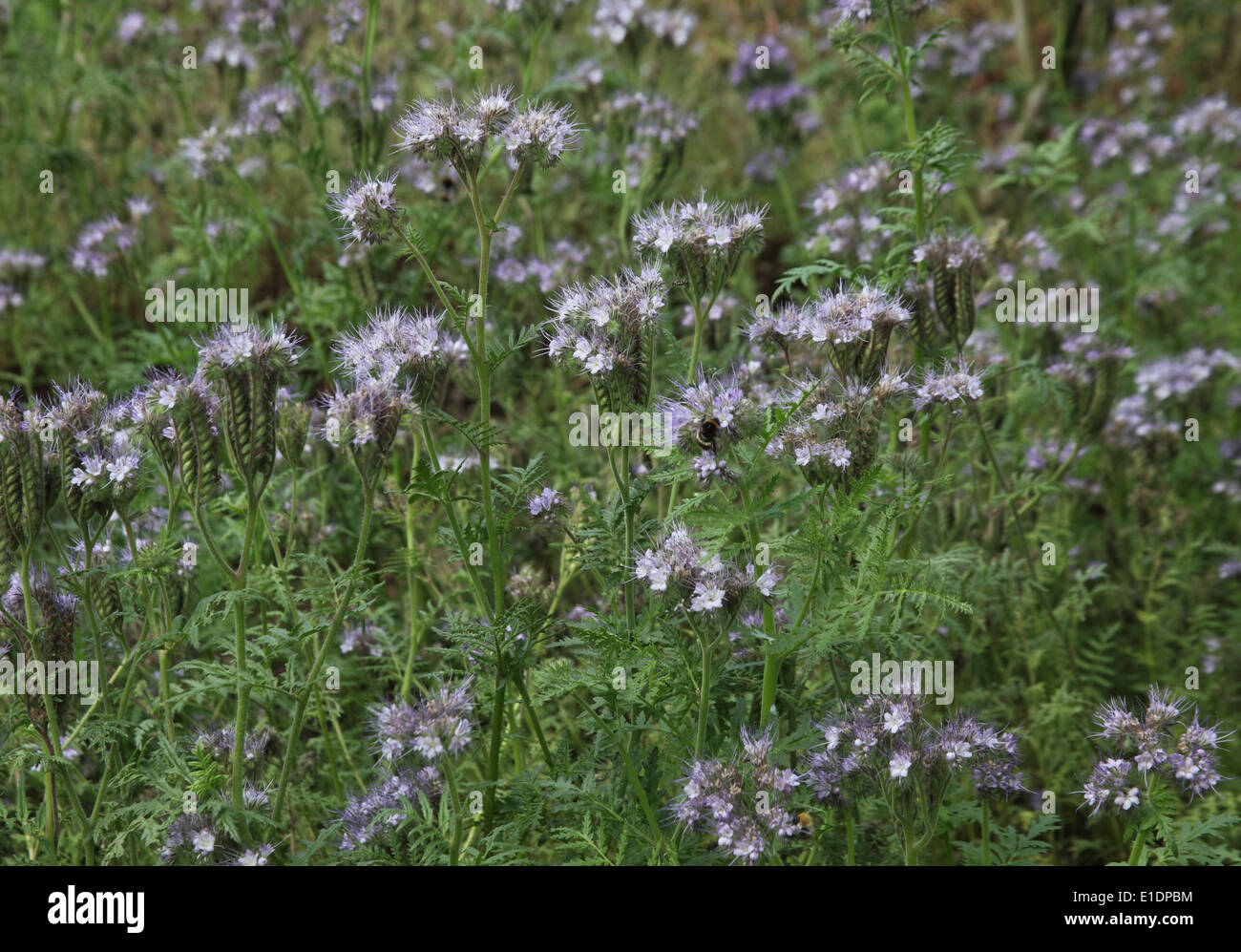 Phacelia tanacetifolia plants in flower Stock Photo