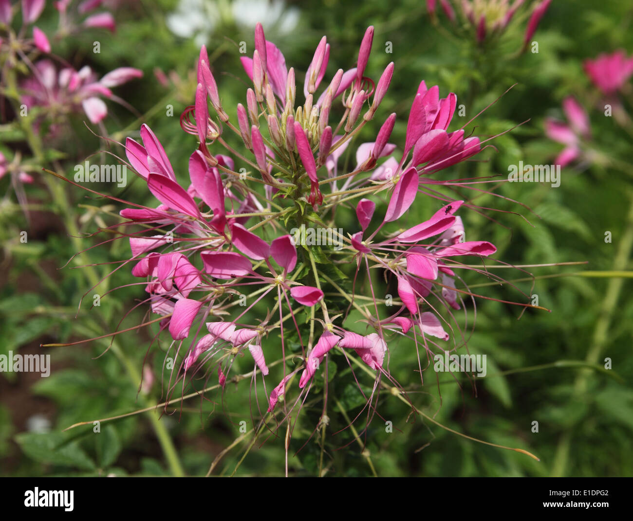 Celome 'Cerise Queen' close up of flower Stock Photo
