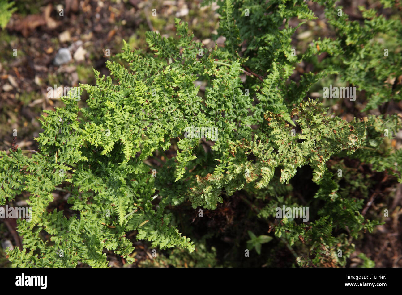 Dryopteris dilatata 'Crispa Whiteside' close up of plant Stock Photo