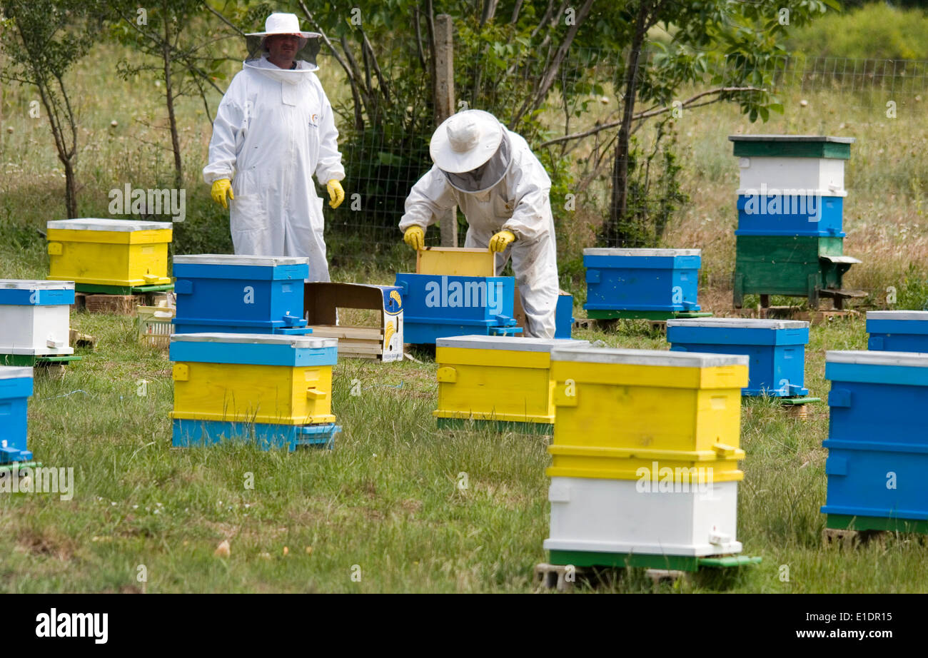Bee keepers maintain their bee hives to insure a good harvest Credit