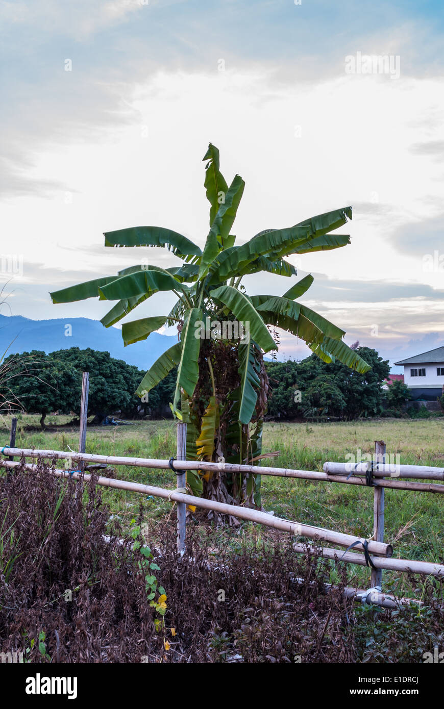 Banana tree trunk hires stock photography and images Alamy
