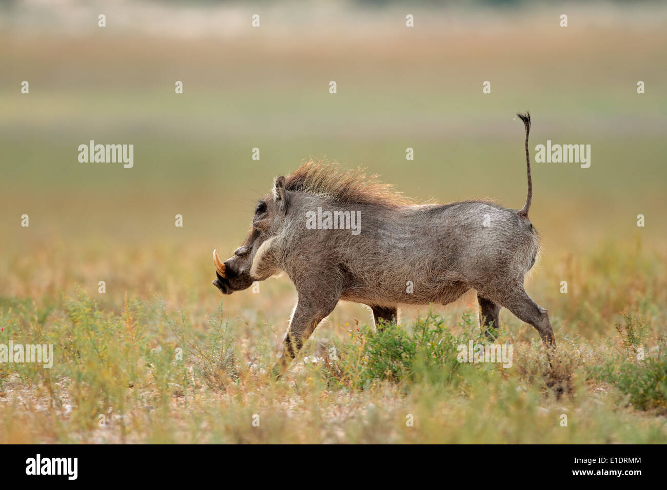 Warthog (Phacochoerus africanus) running with upright tail, South Africa Stock Photo