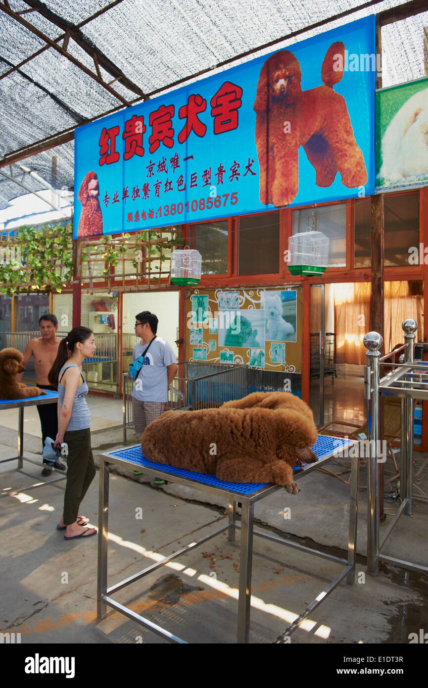 China, Beijing, dog and cat market of Dong Feng Xin Stock Photo
