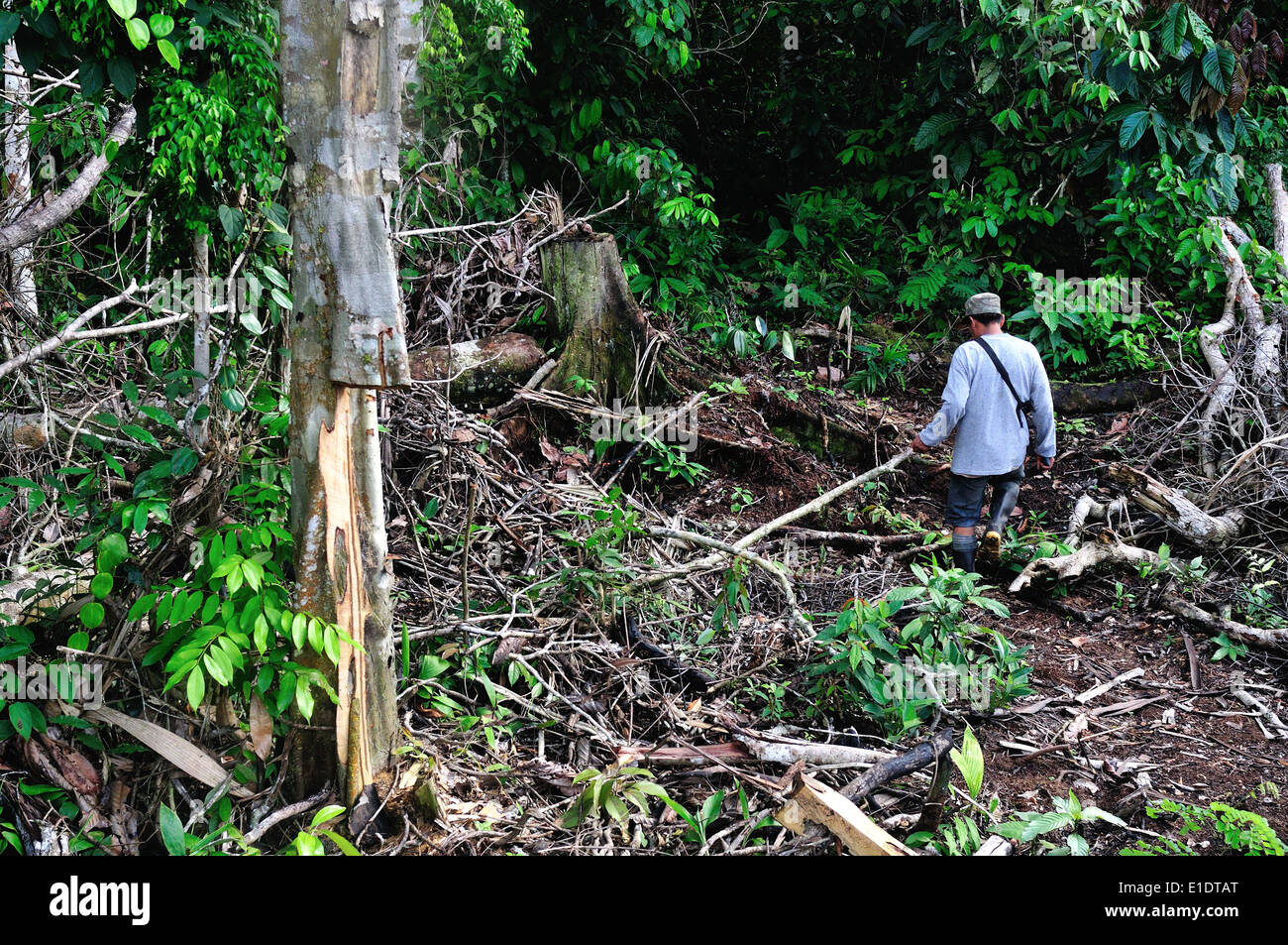 Yuca plantation - Rainforest in Industria - PANGUANA . Department of Loreto .PERU Stock Photo