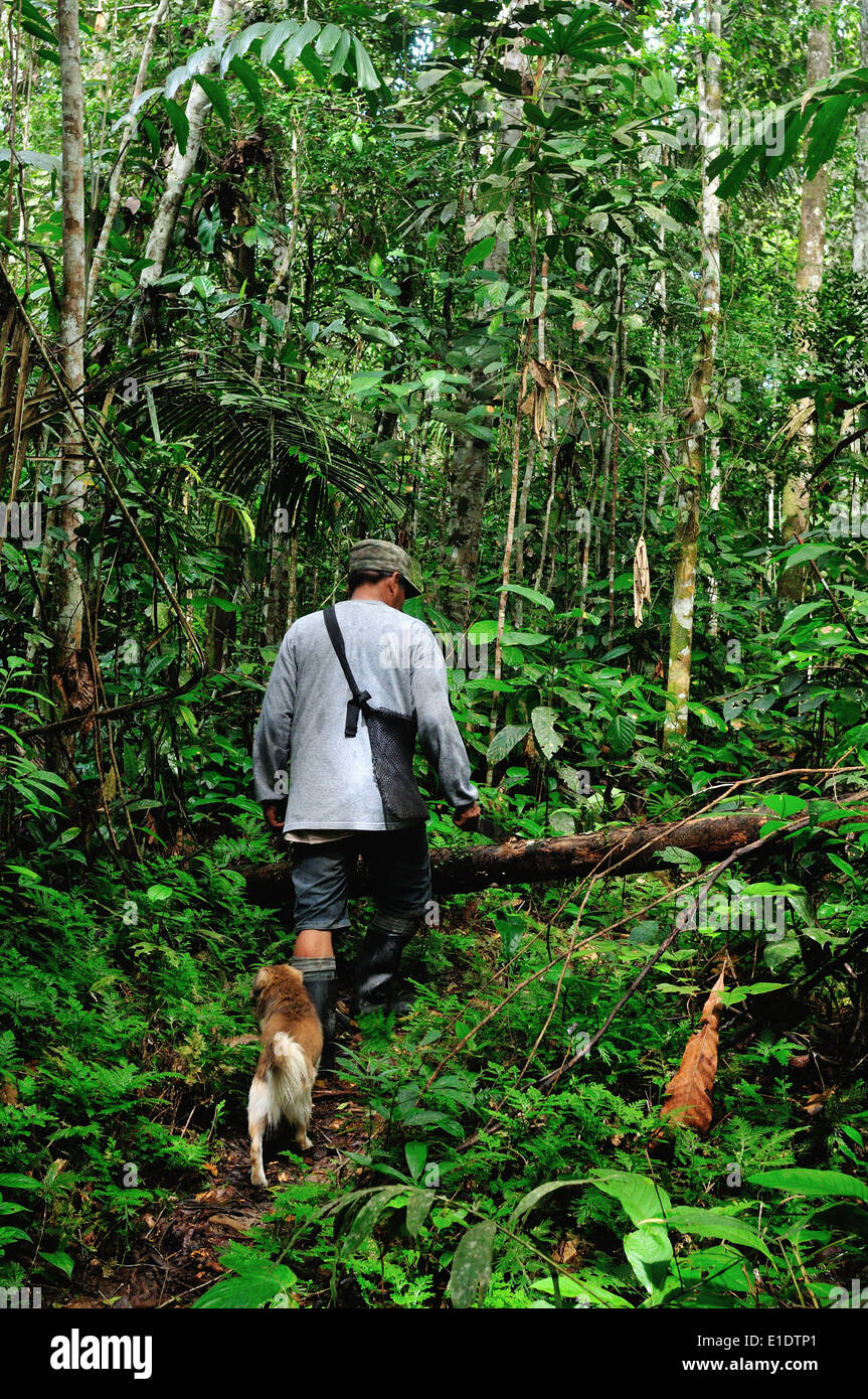 Collecting Yuca - Rainforest in Industria - PANGUANA . Department of Loreto .PERU Stock Photo