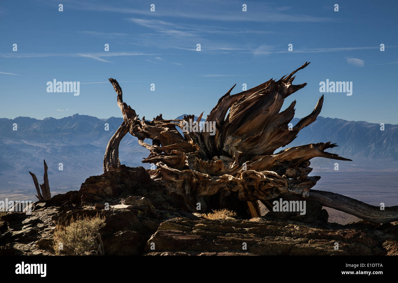 Shattered Tree Stump Stock Photo - Alamy