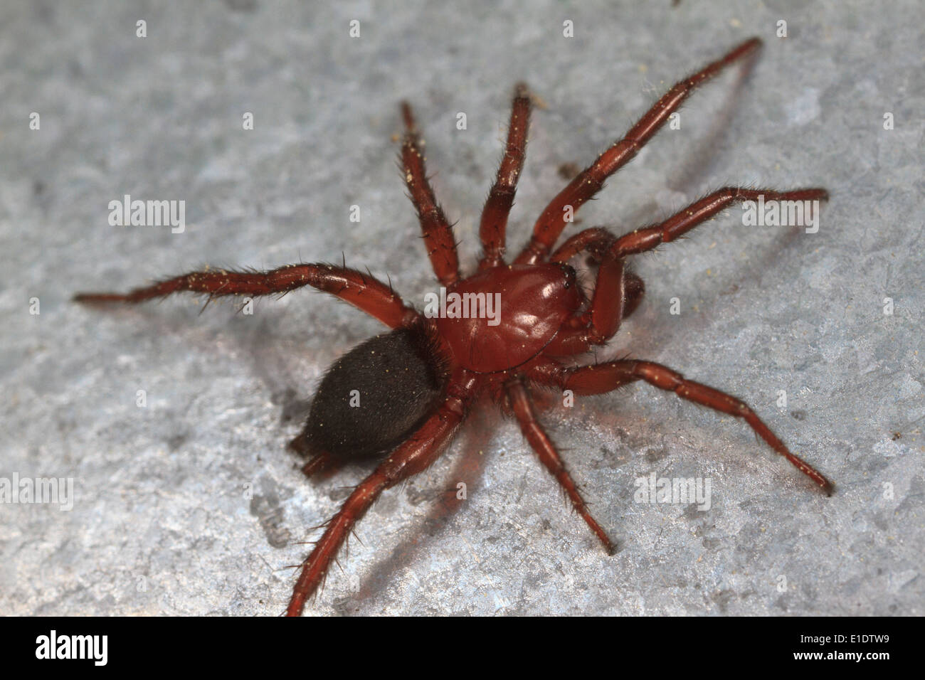 Gnaphosid Hi Res Stock Photography And Images Alamy