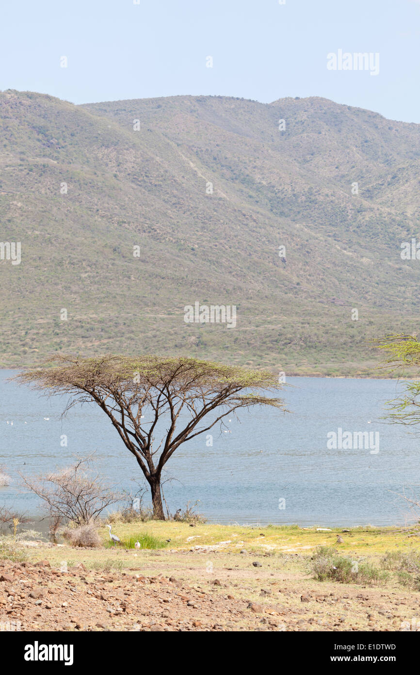 Beautiful landscape at Lake Bogoria in Kenya. Stock Photo