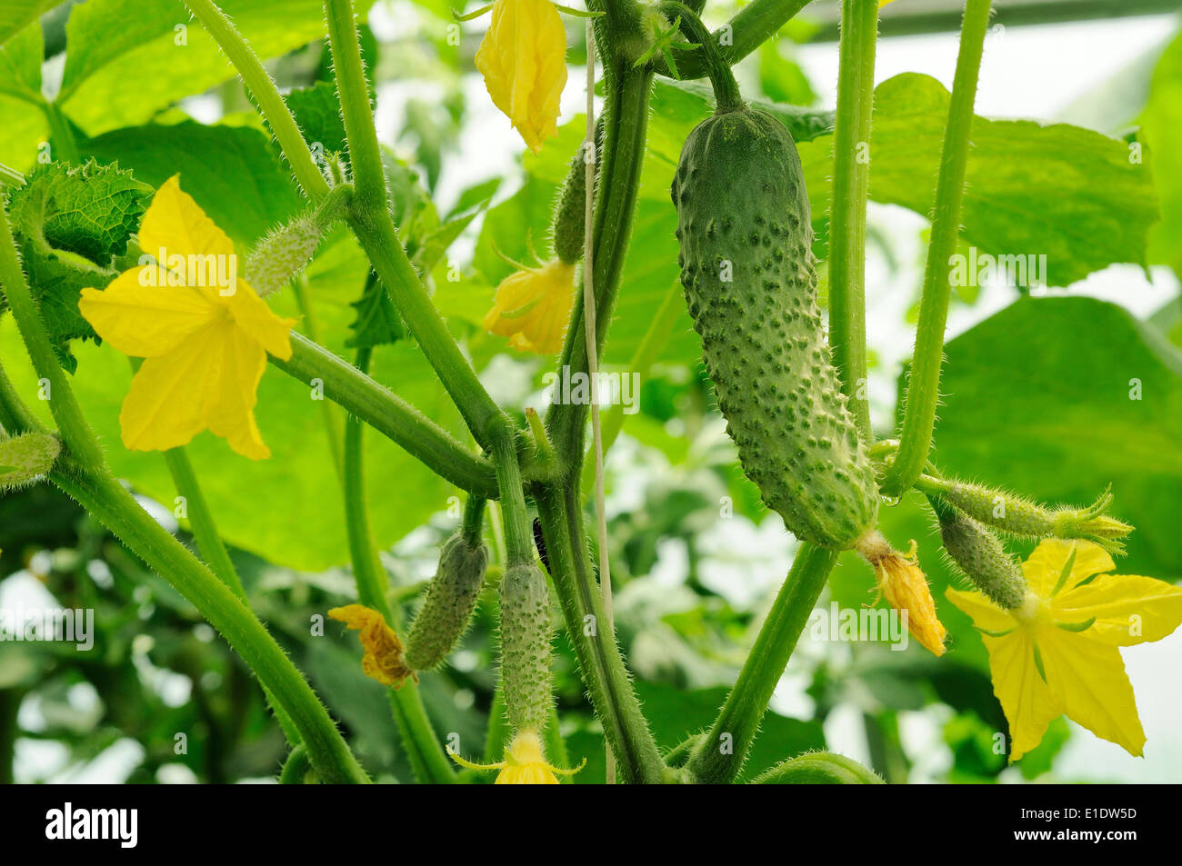 young cucumbers growing on the and cucumber ovaries behind Stock Photo
