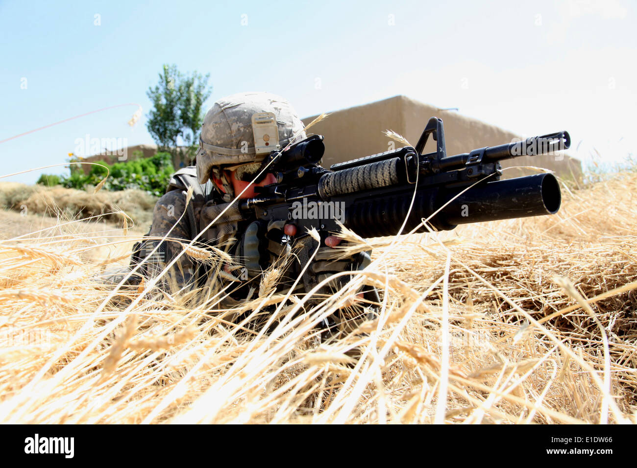 U.S. Army Corporal Robert Graves from Asheboro, N.C. conducts security in a wheat field in the village of Alowsi as the 401st M Stock Photo