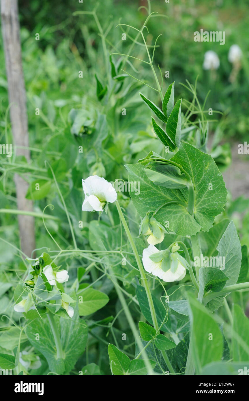 white flowers on the young plant of peas Stock Photo Alamy