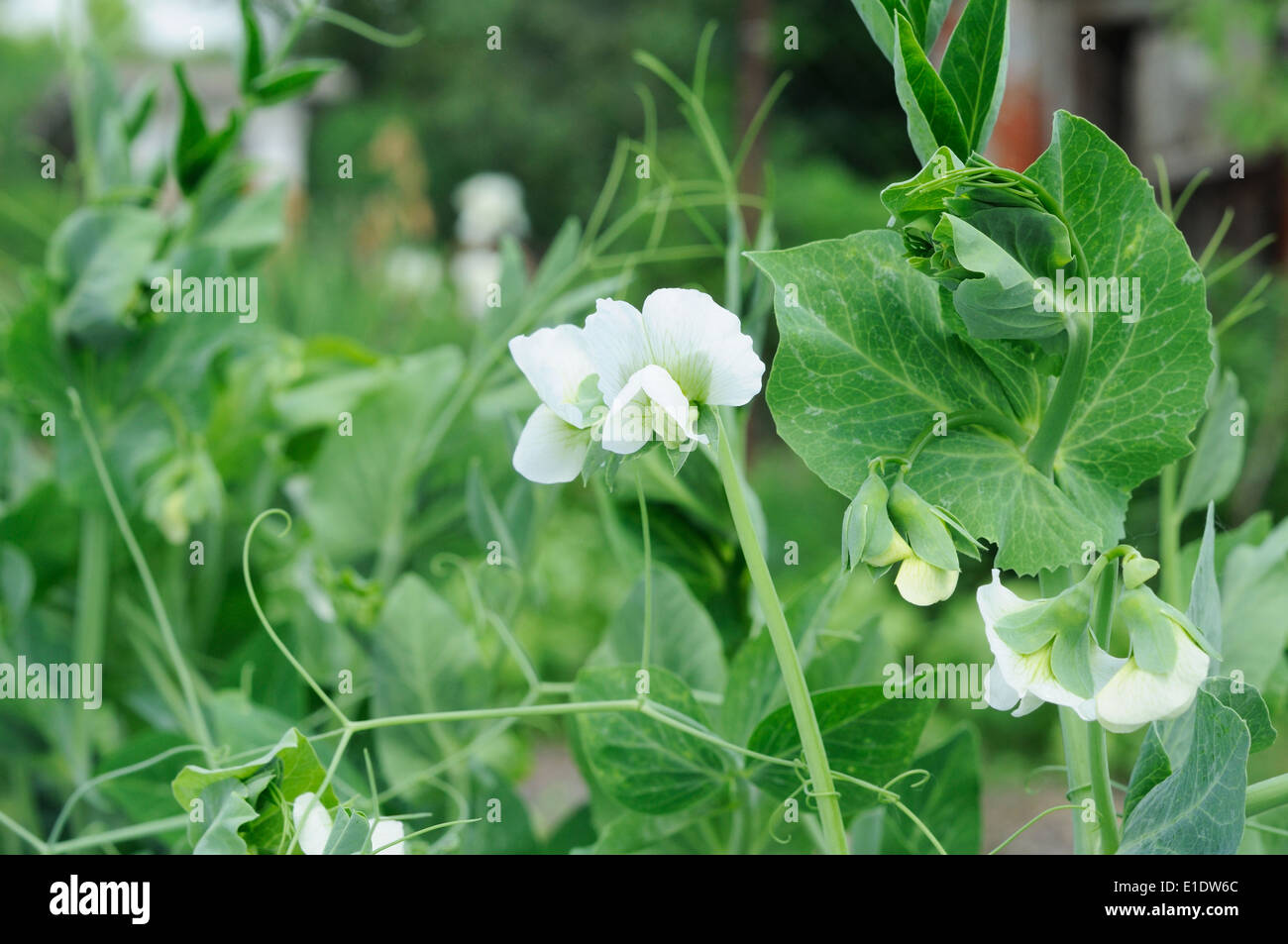 white flowers on the young plant of peas Stock Photo Alamy