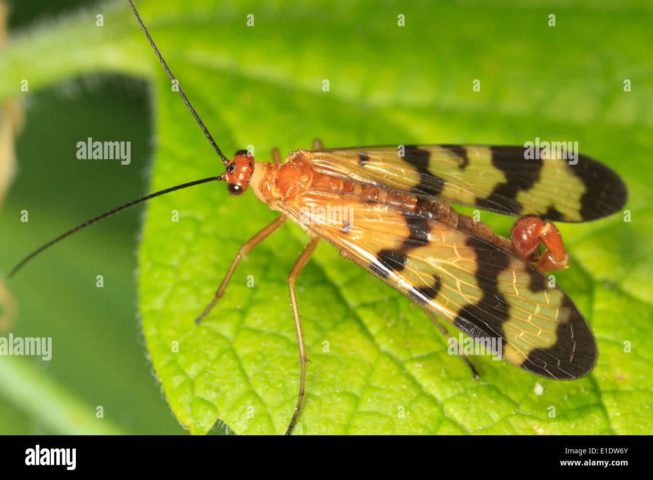 Male scorpionfly (Panorpa species) on leaf. Stock Photo
