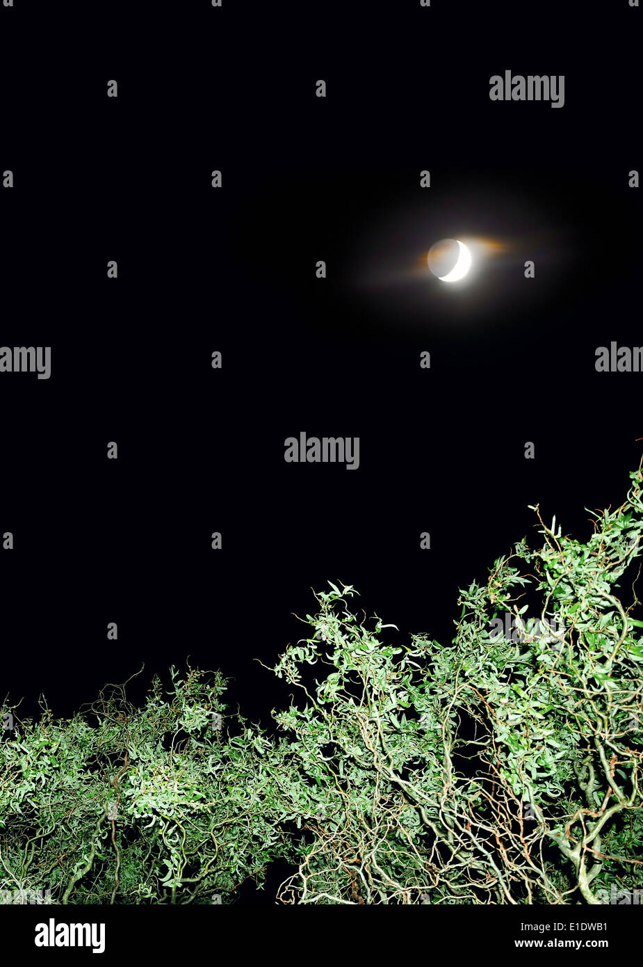 Overhead shot of a nightly sky with moon and curly branches Stock Photo