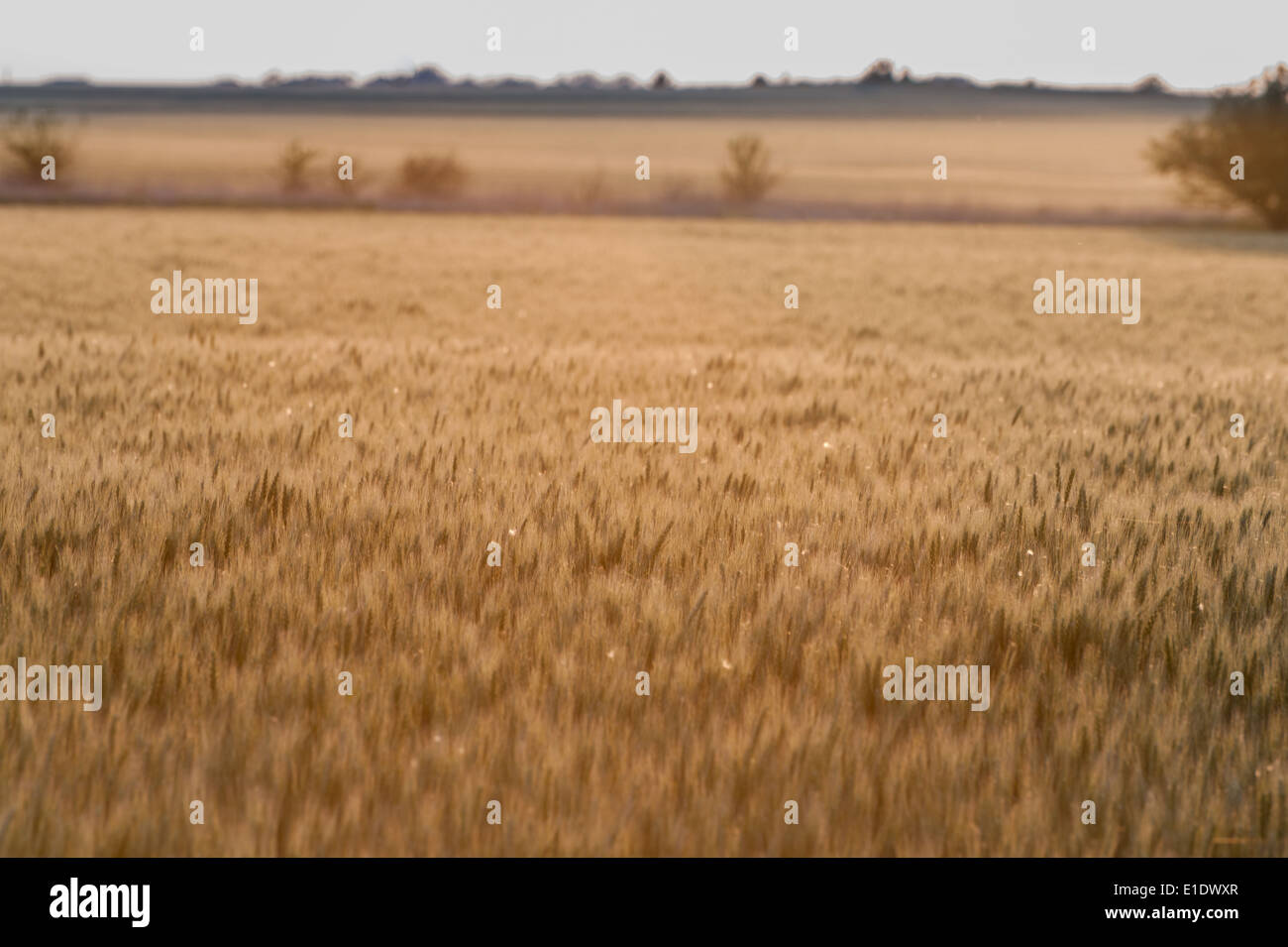 Wheat field on the Great Plains Stock Photo