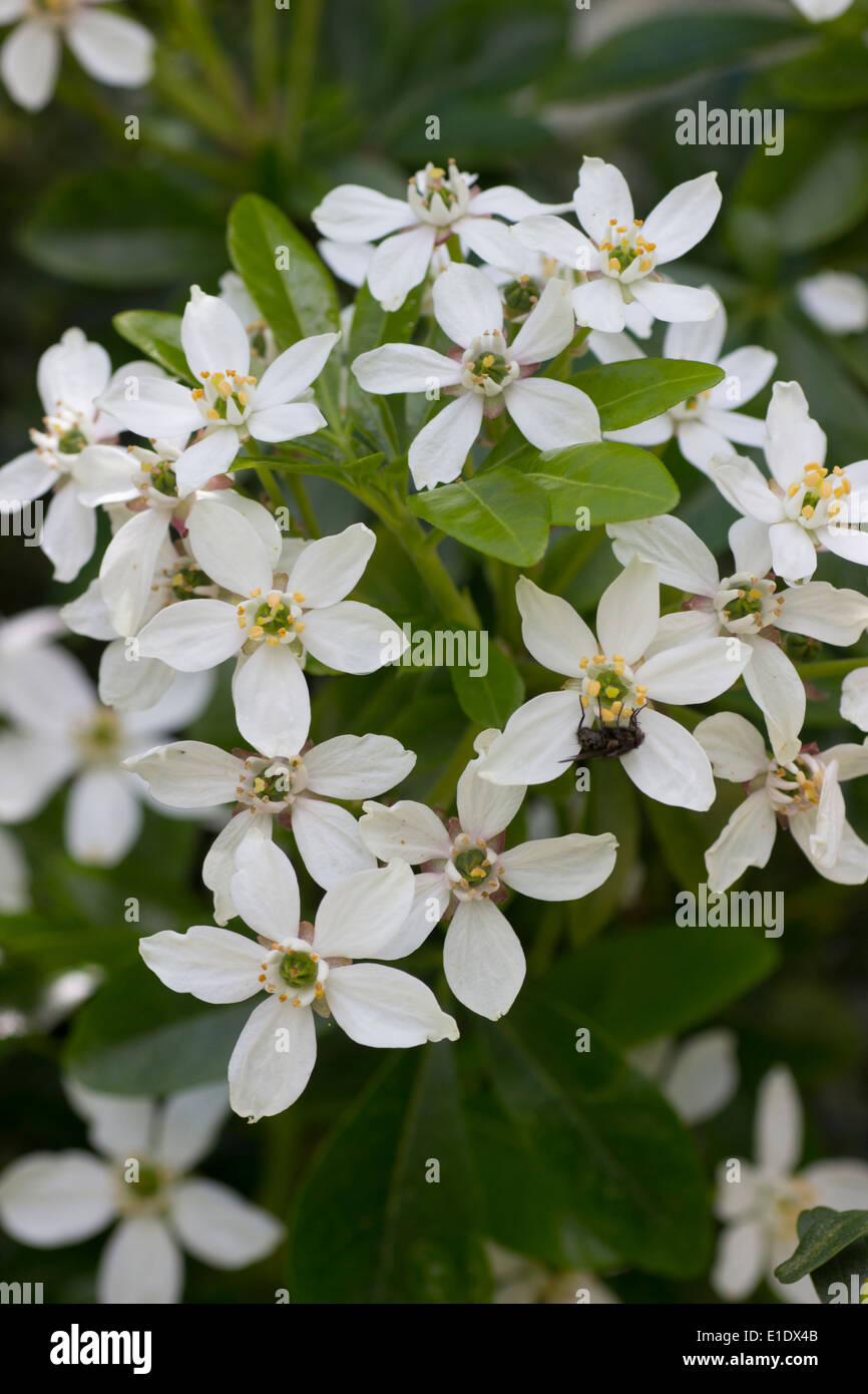 Early summer flowers of the Mexican orange blossom, Choisya ternata