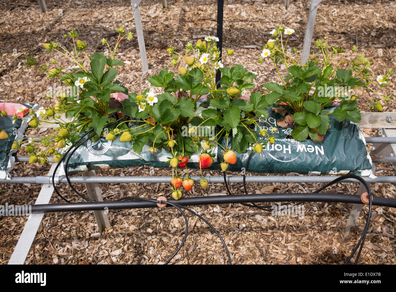 Cultivating Strawberries in Growbags at RHS Wisley Gardens. Surrey, England Stock Photo