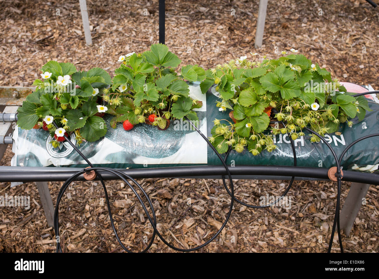 Cultivating Strawberries in Growbags at RHS Wisley Gardens. Surrey, England Stock Photo
