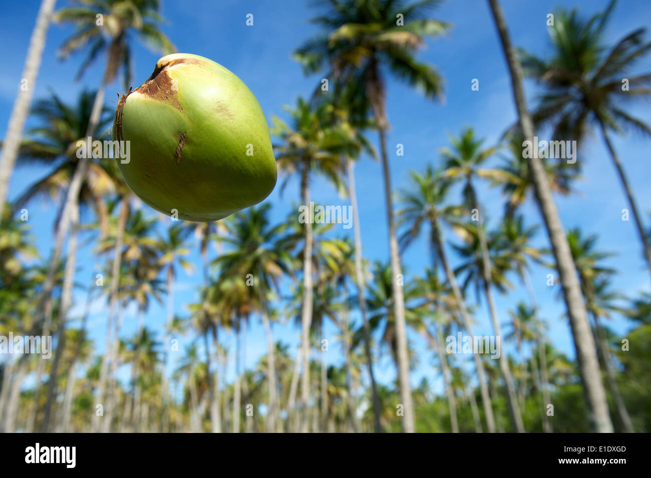 Кокос падает с дерева. Упавшие кокосы. Кокосовая пальма. Упавшие кокосы. Кокос падает.