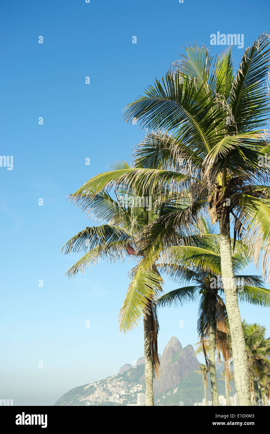 Rio de Janeiro Brazil with palm trees in front of Two Brothers Dois ...